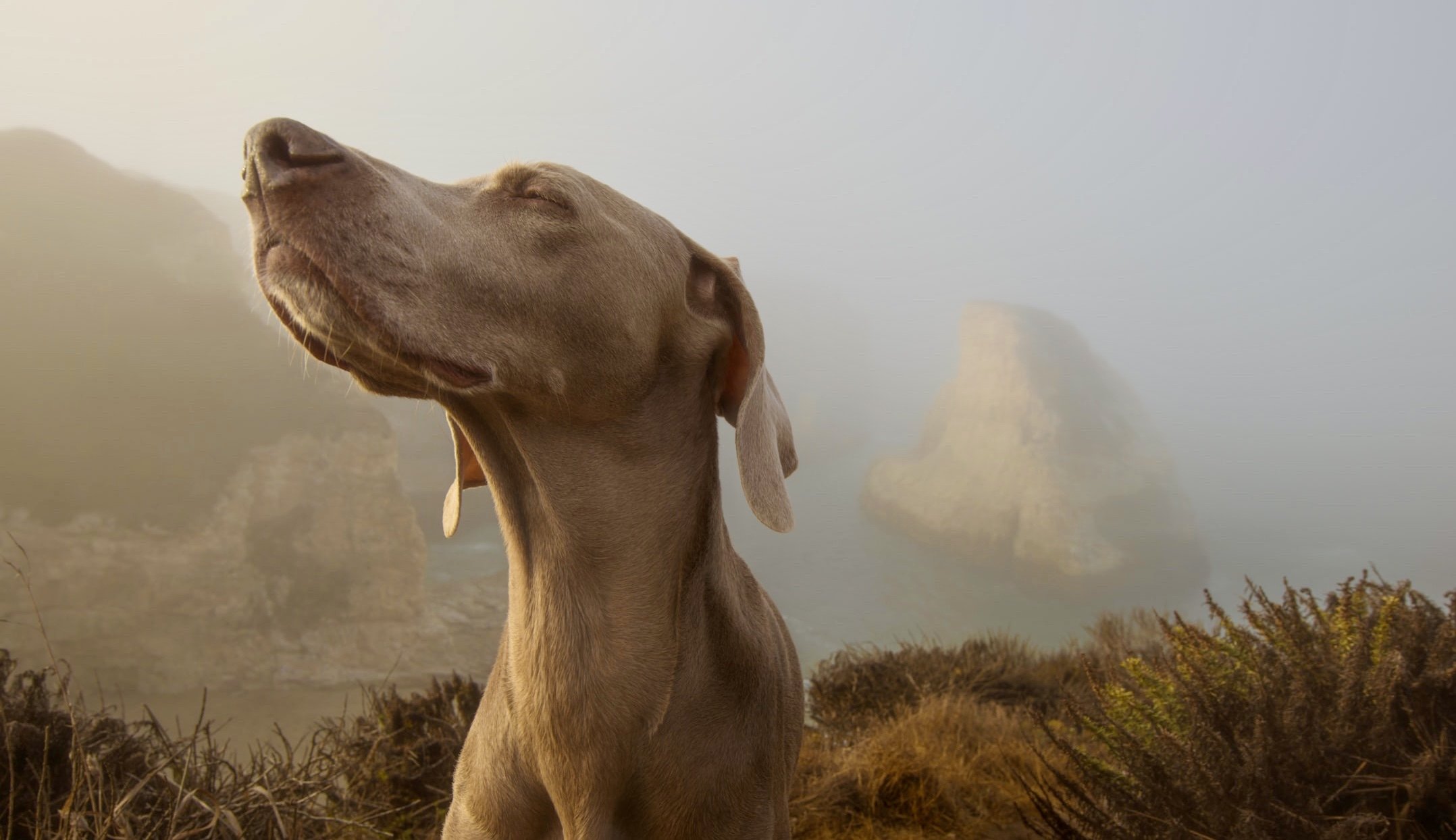 Nose Work: Your Dog’s Superpower
