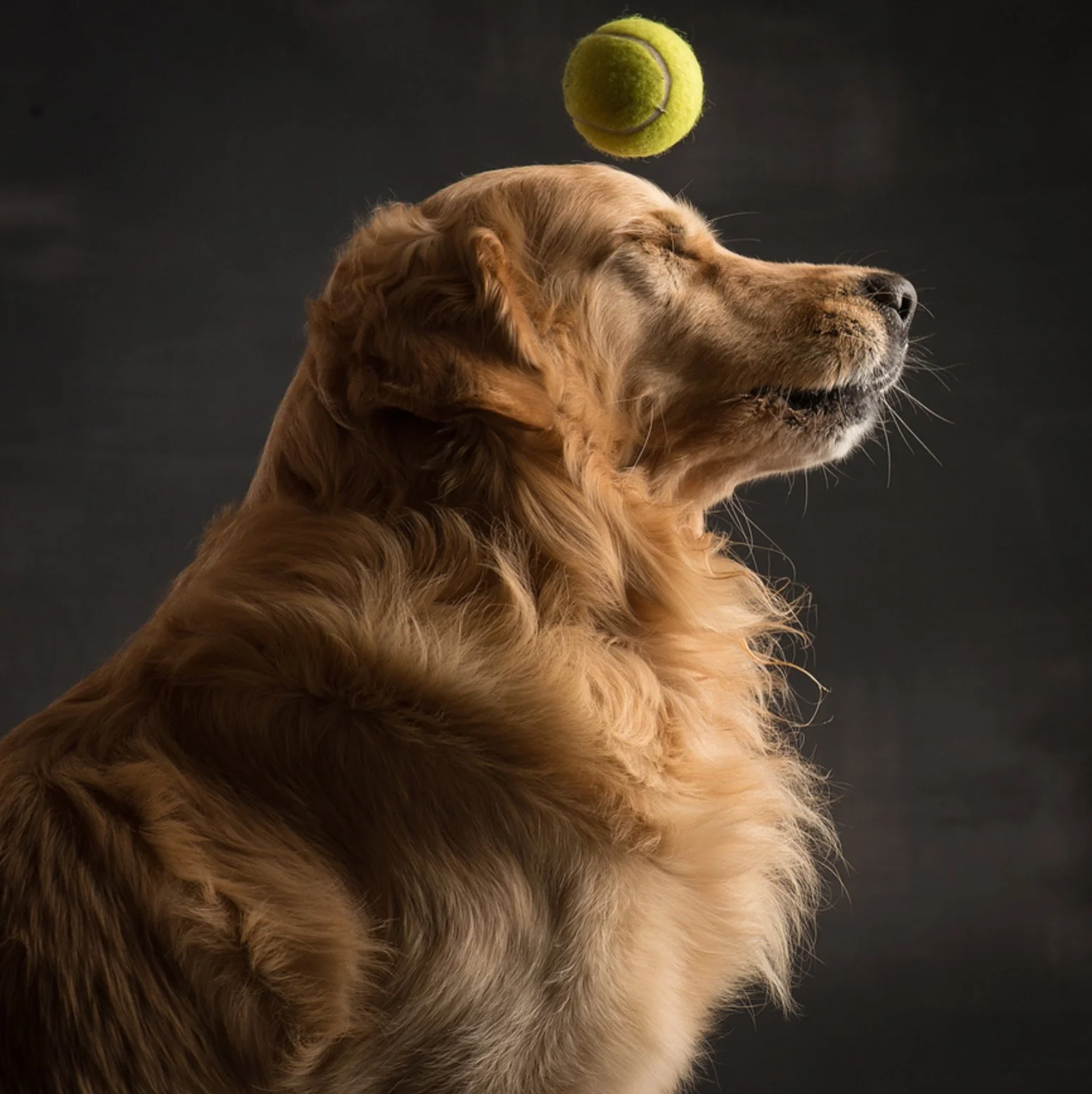 Neoteny and the Modern Dog