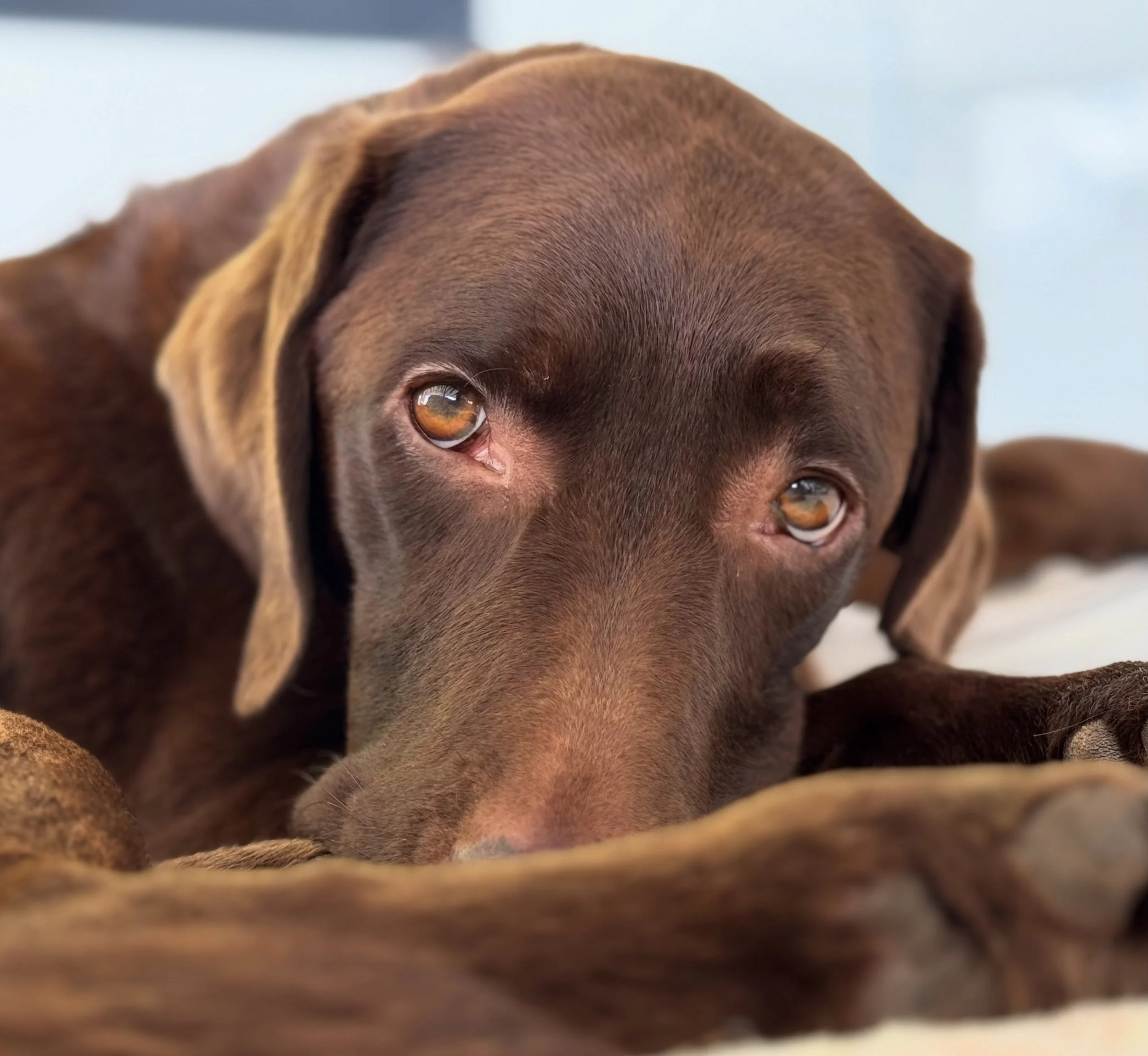 Trust before Training