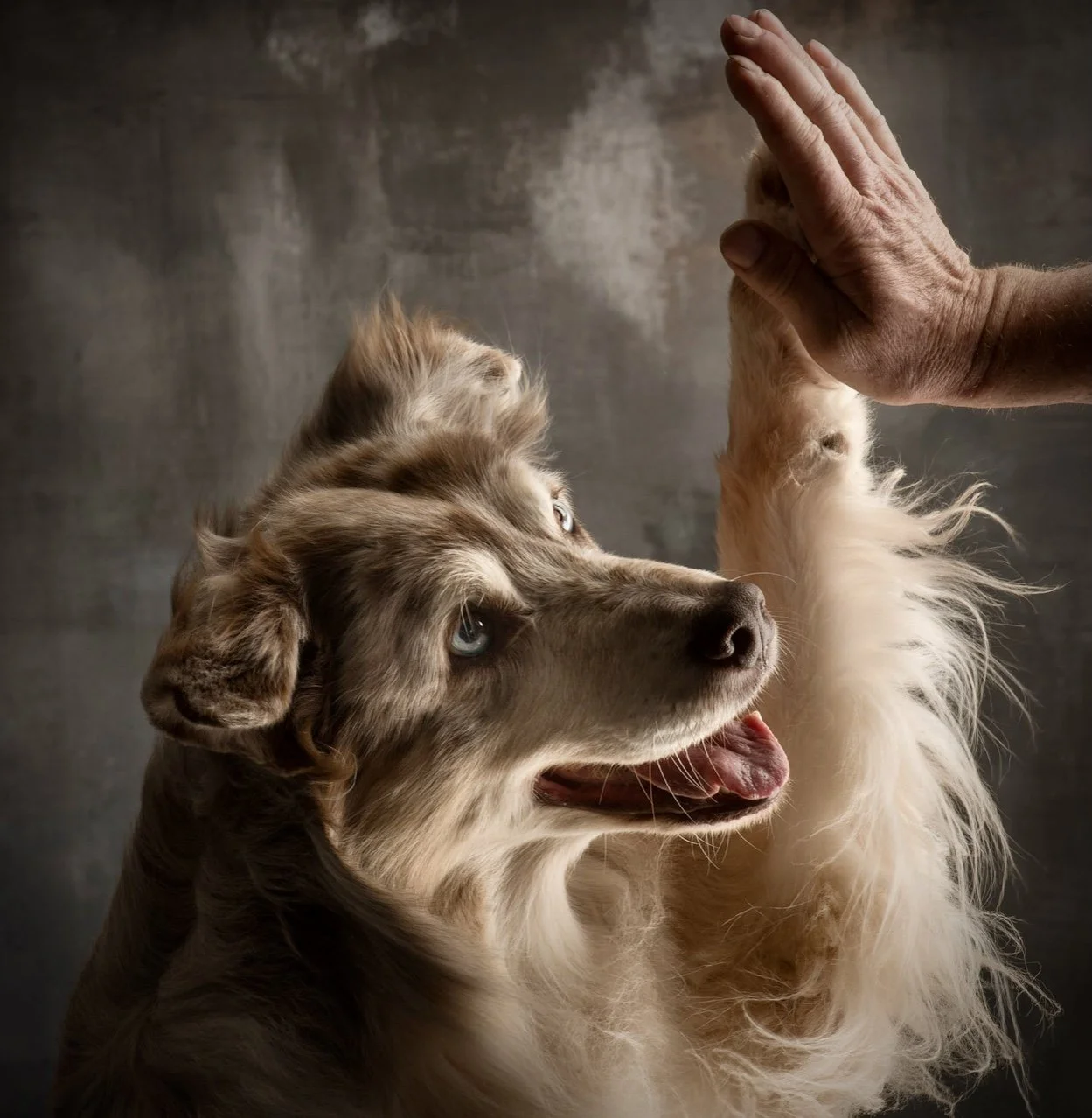 The greatest lesson dogs offer about whistleblowers and the human experience