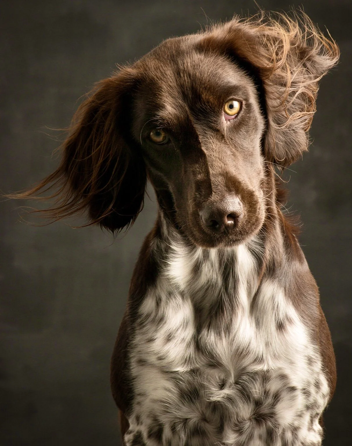 What Dogs Can Teach Us About Whistleblowers: The Science of Detecting Incongruence