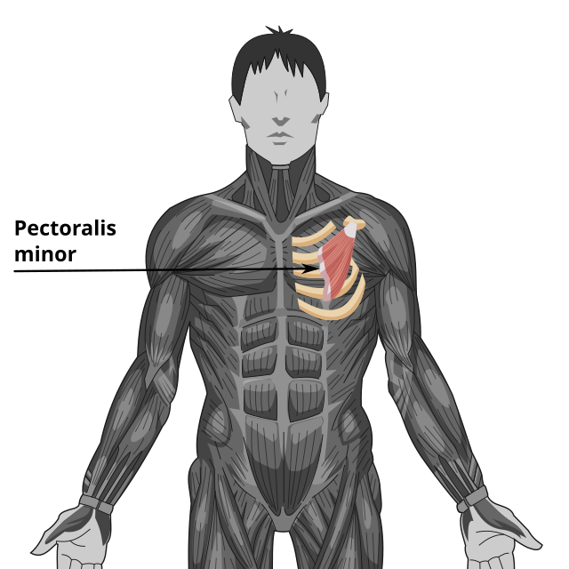 Pectoralis_minor.svg.png