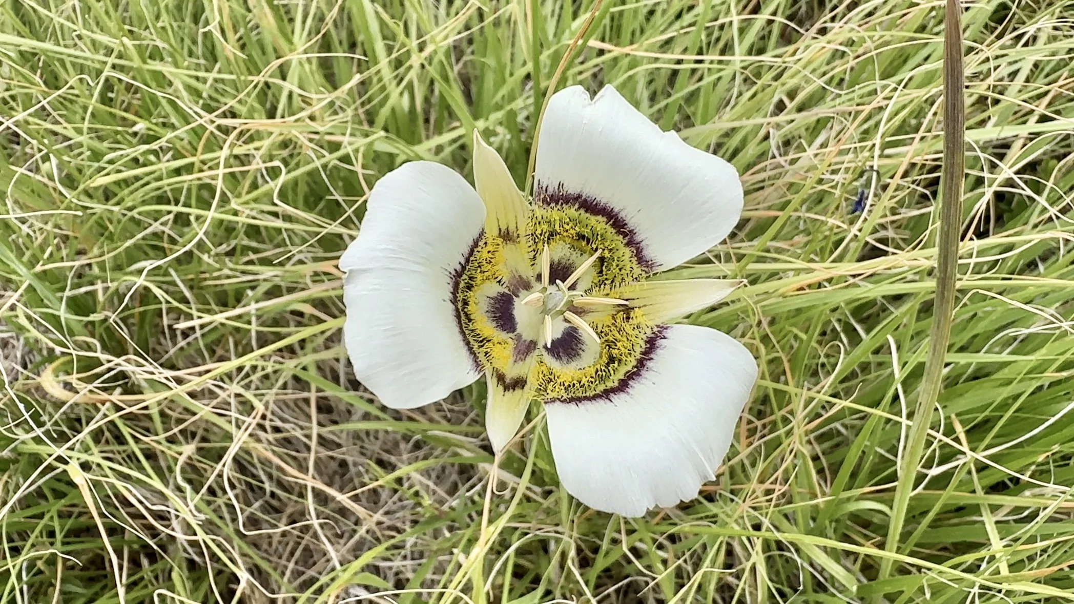Beautiful flower in a meadow