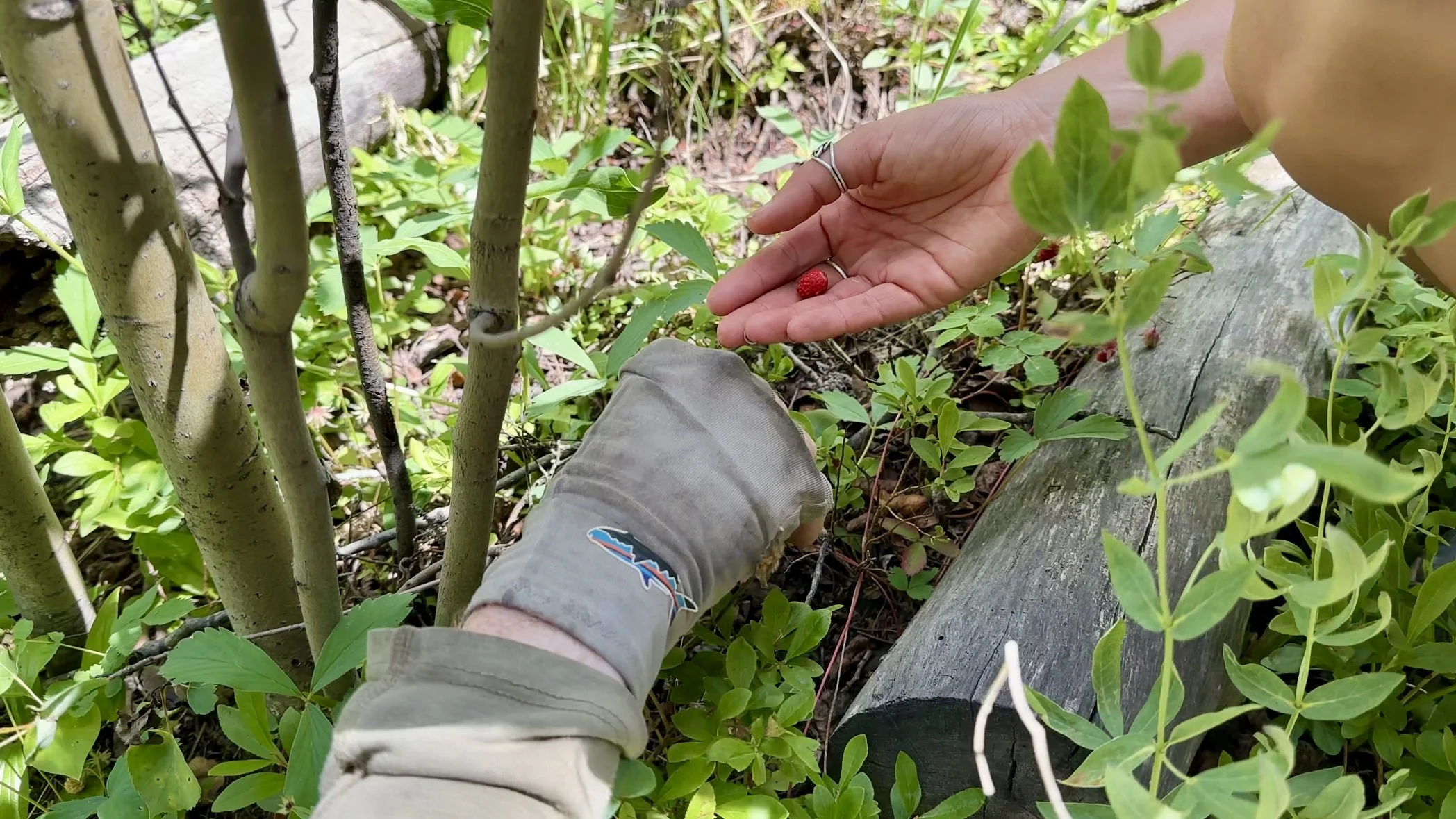 Hikers picking wild strawberries