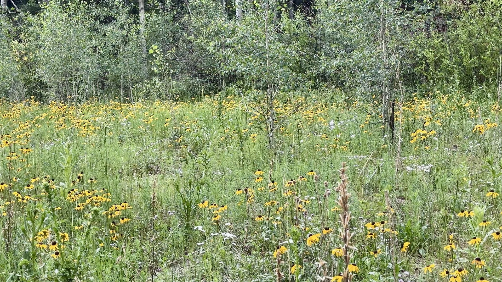 A field of wildflowers in the mountains