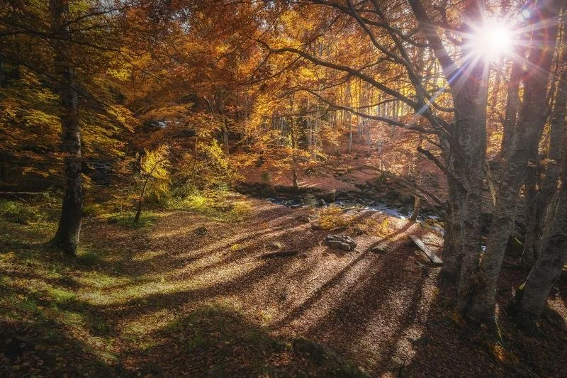Sunburst in a fall forest