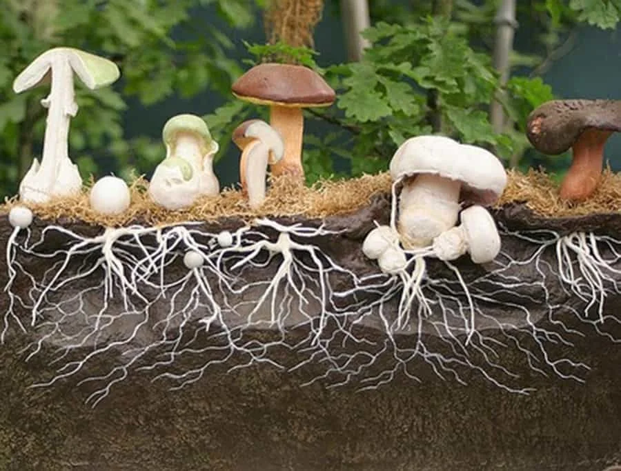 Cross-section of a garden bed showing mushrooms growing above ground and their white roots extending into the soil below.