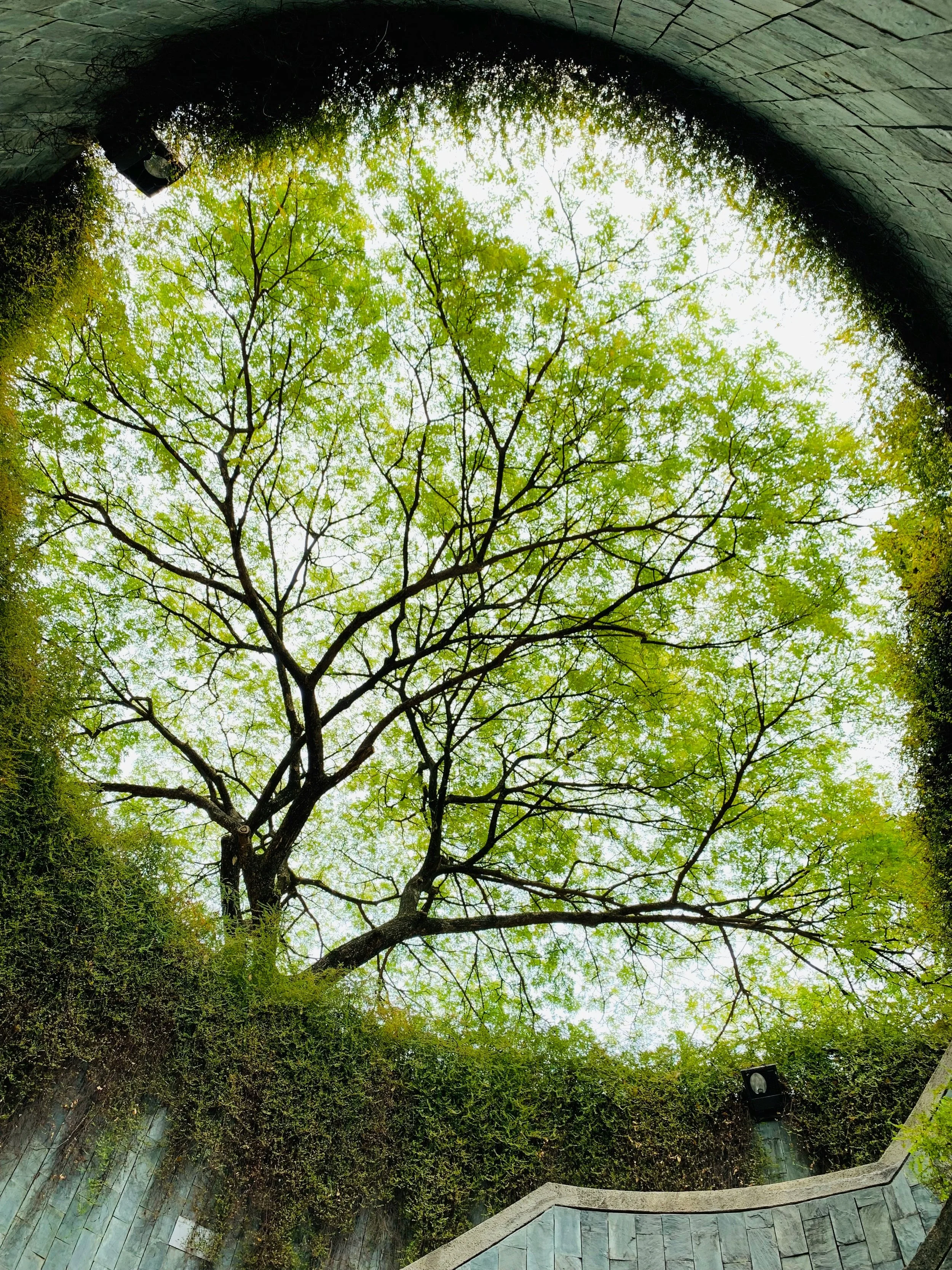 View of a tall, leafless tree with green foliage in the background, seen from below in a circular courtyard with stone and concrete walls, and an overcast sky visible through the branches.