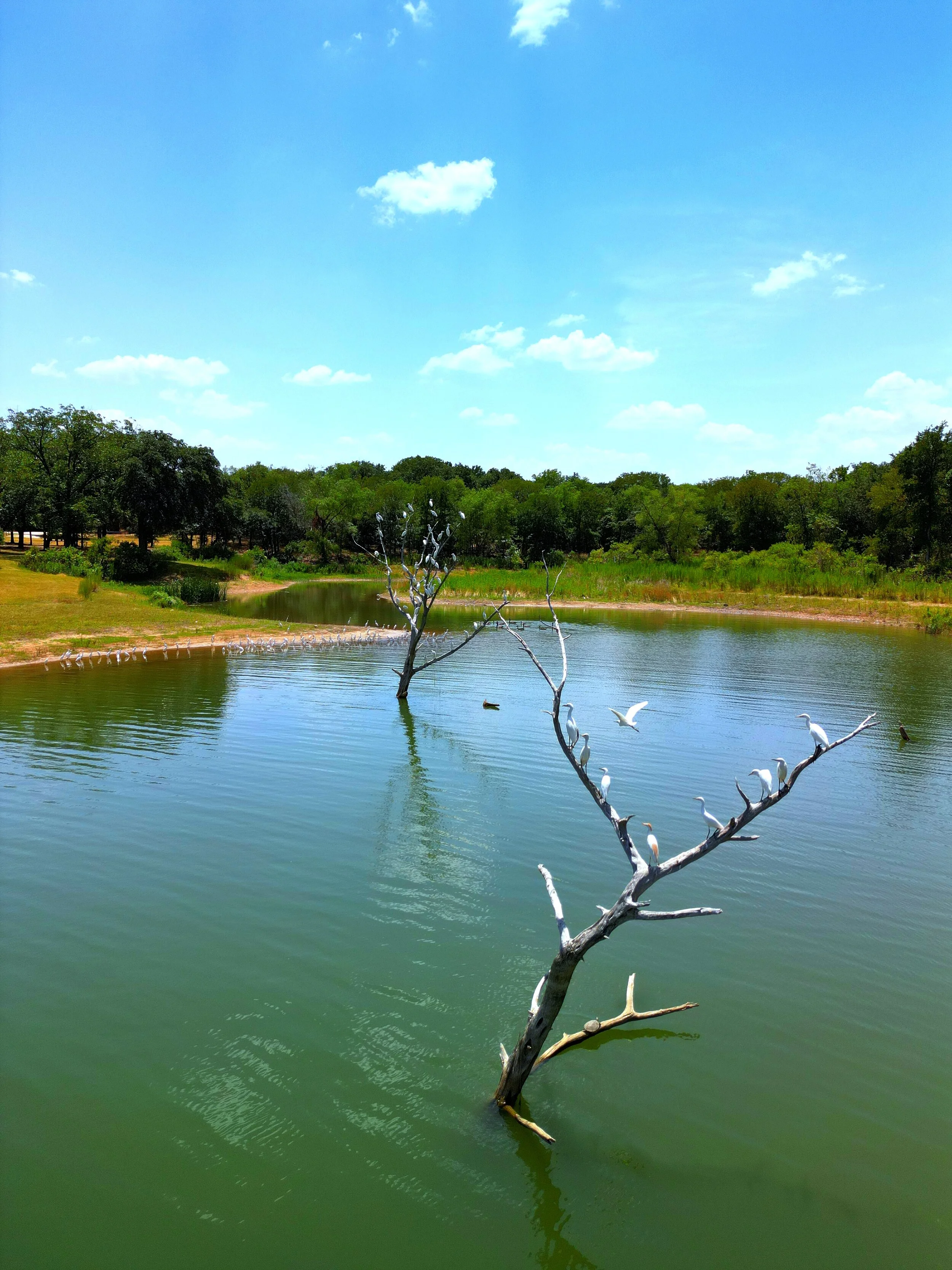 A peaceful pond with a leafless tree in the water and white birds perched on its branches, surrounded by green trees and a blue sky with some clouds.
