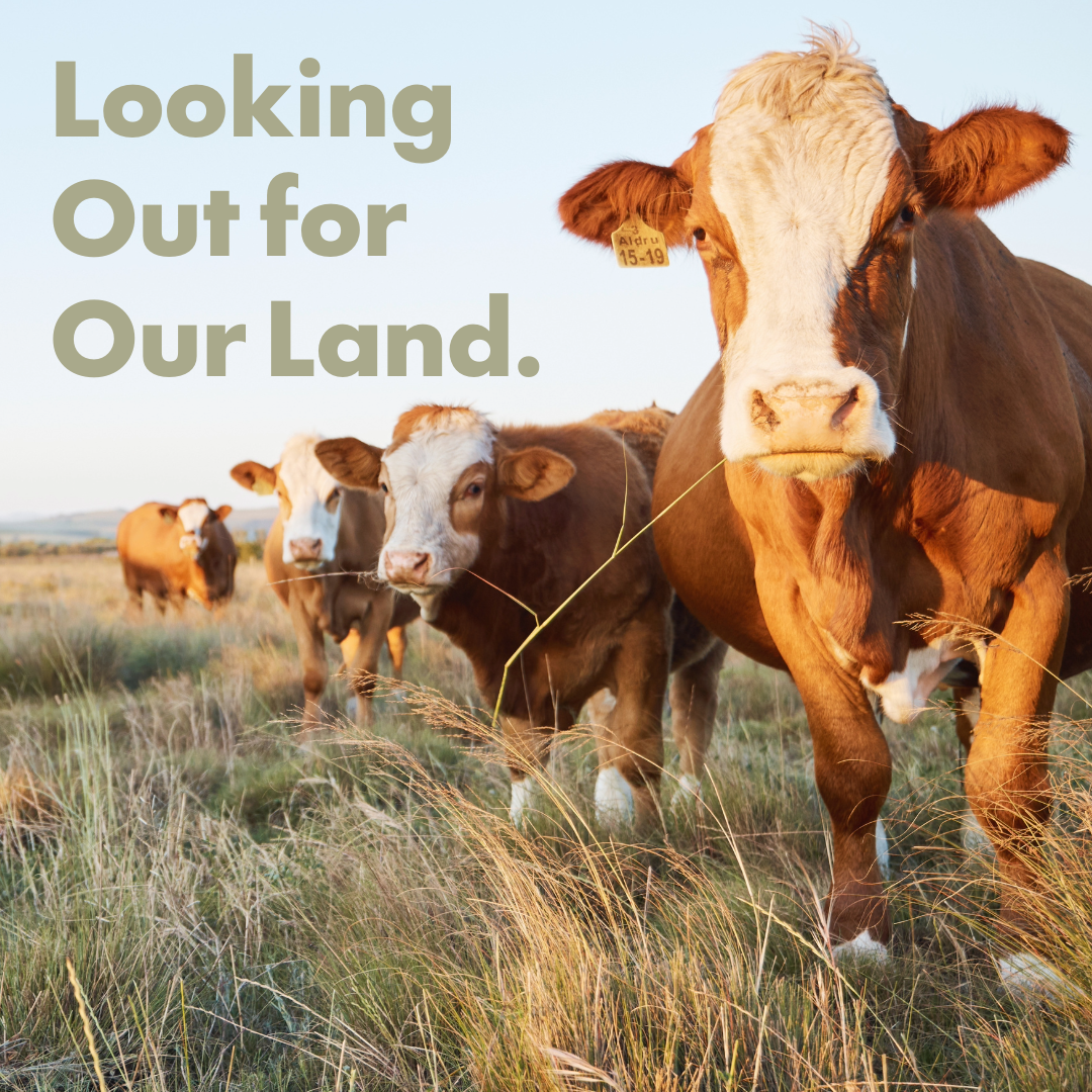 Who’s Looking Out for Our Land?&nbsp;