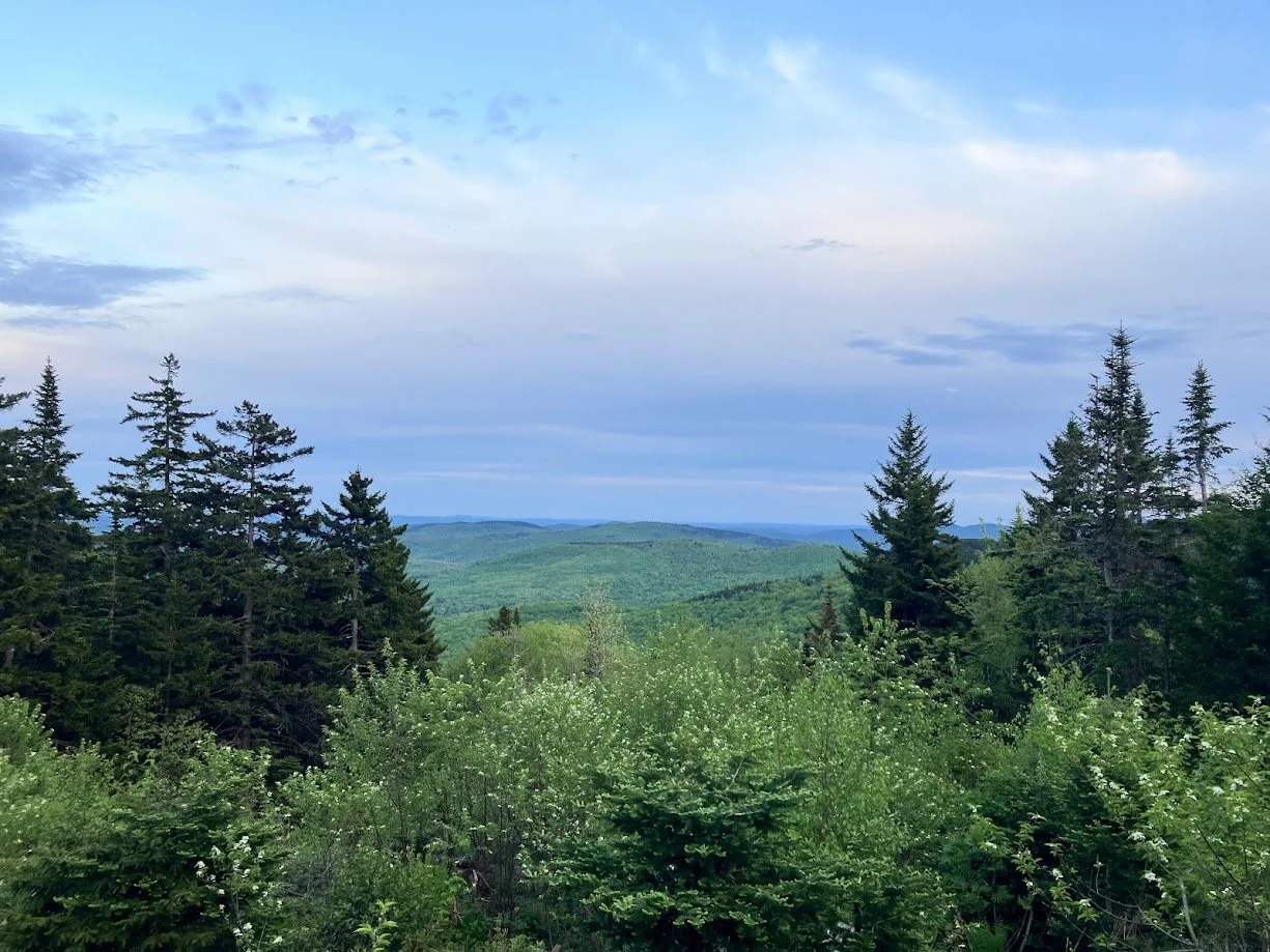 Scenic view of lush green forest with tall pine trees and rolling hills in the background under a partly cloudy sky.