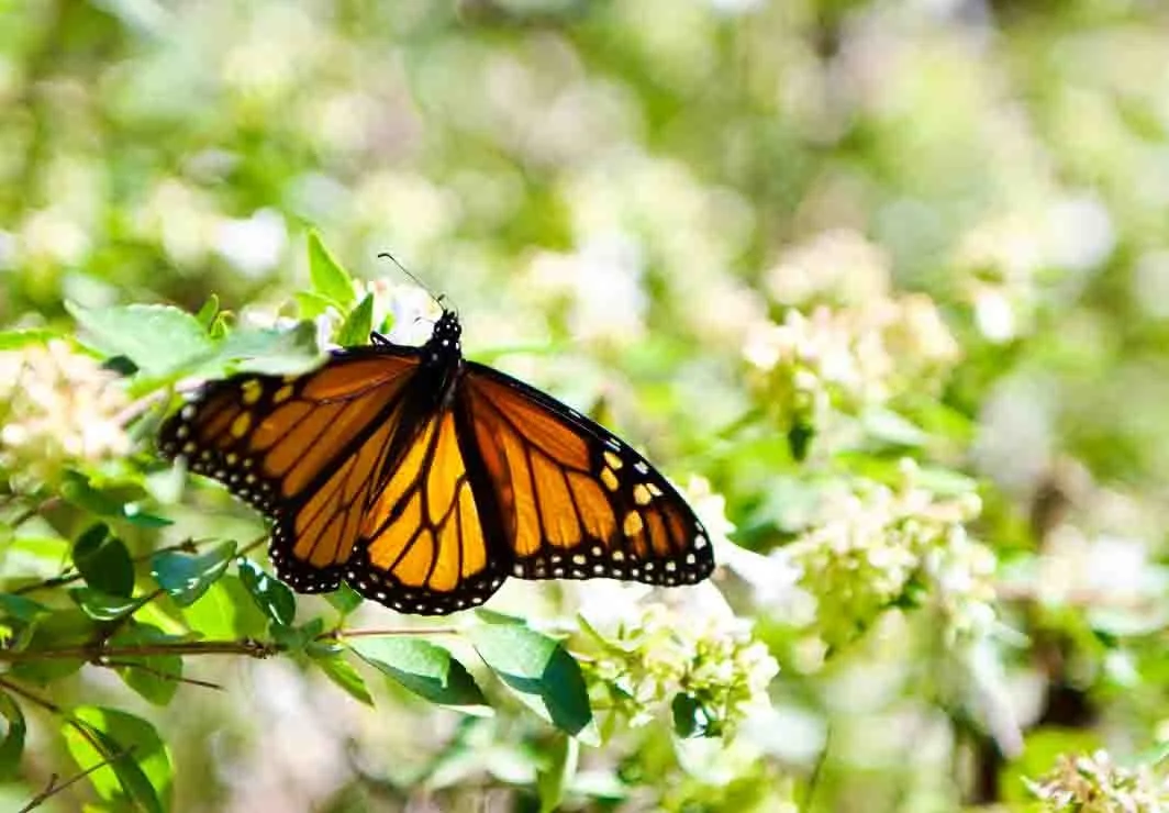 BC8A5504-C184-4B0B-82A2-106EC4AEDD2A_1_105_c.jpg