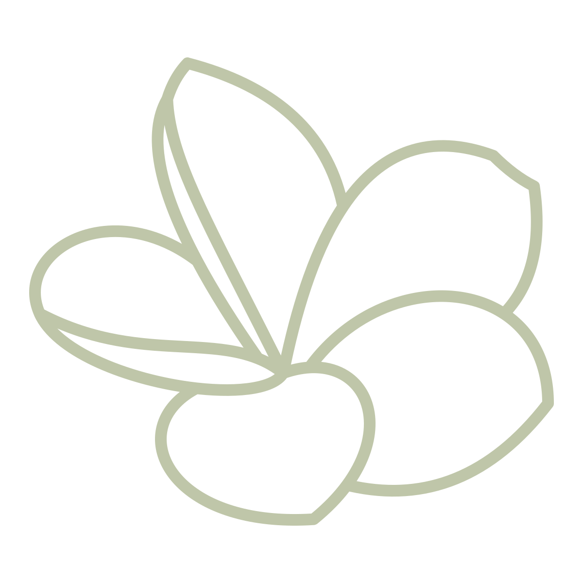 Simple outline drawing of a plumeria in light green