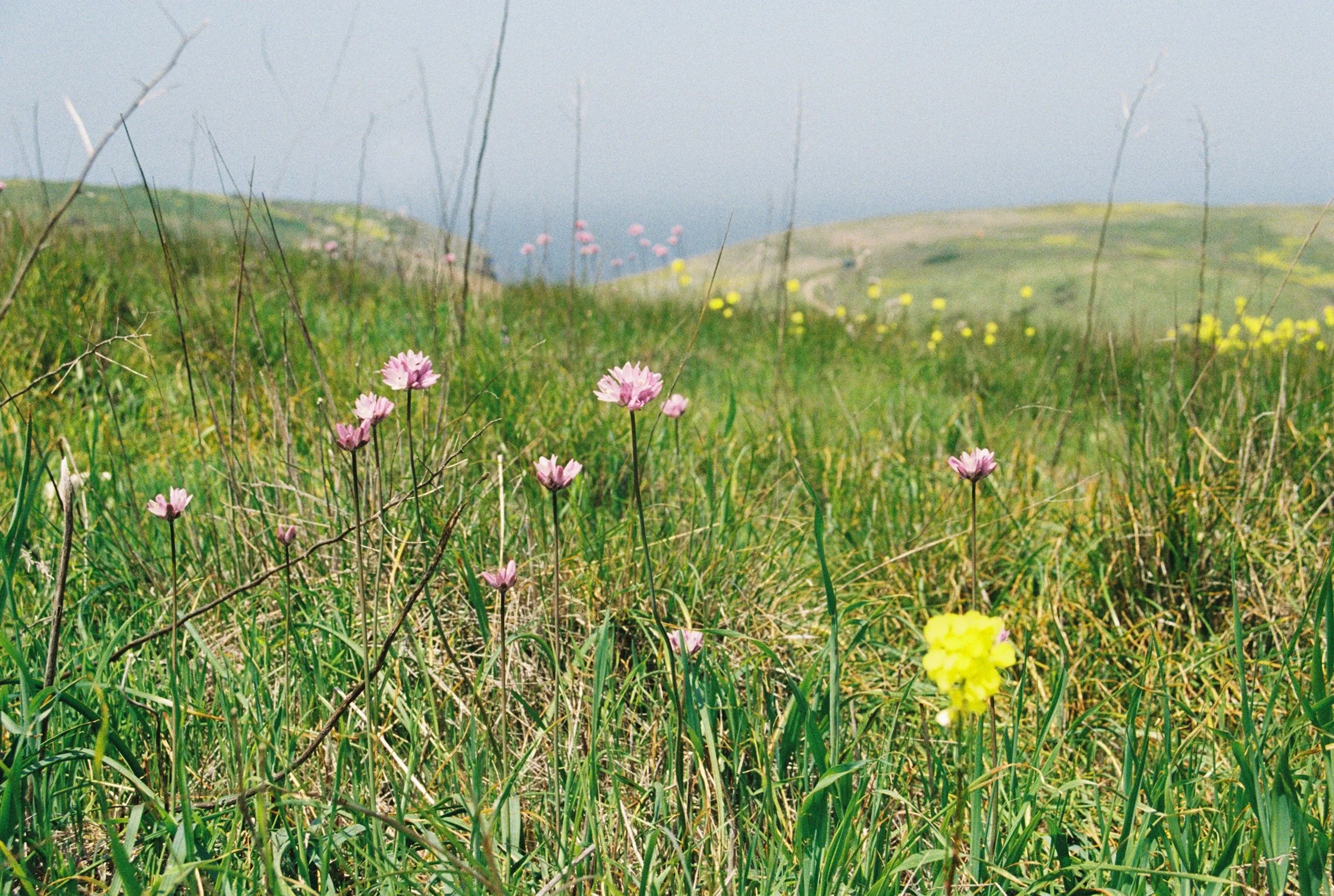 A grassy field with pink and yellow wildflowers, with green hills in the background under a clear sky.