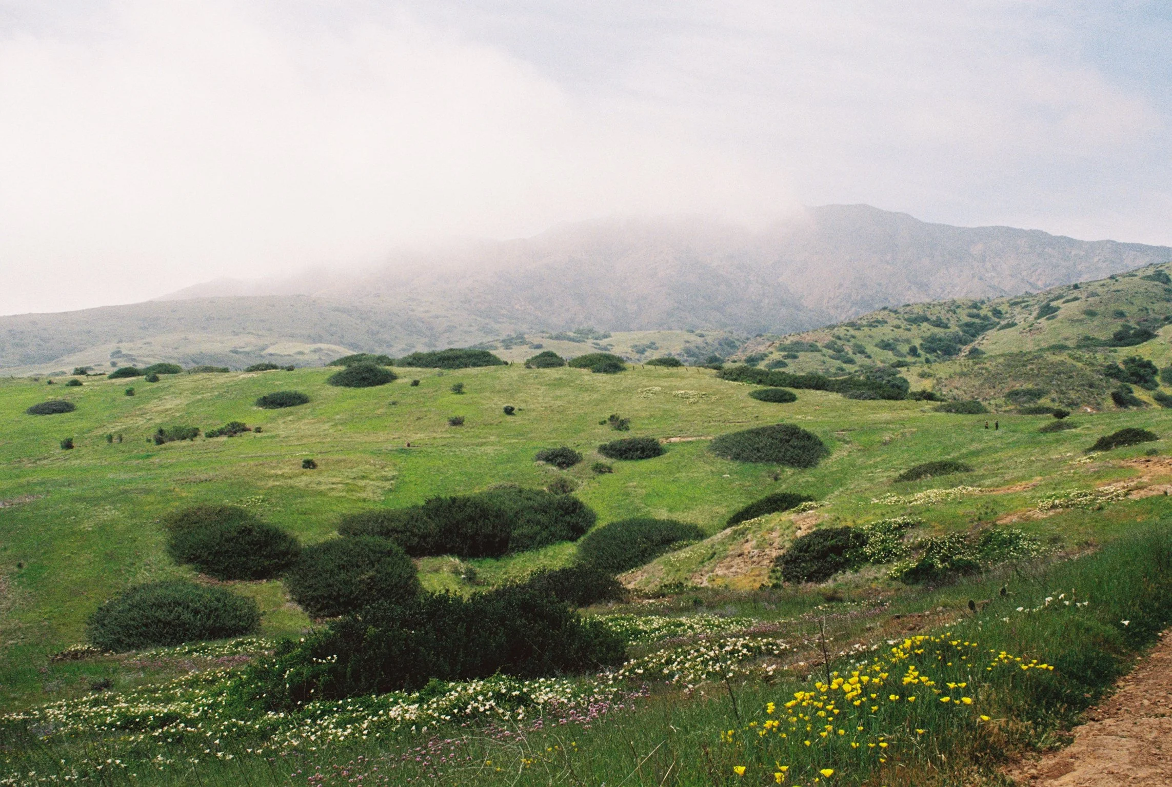 A scenic landscape of lush green rolling hills with scattered bushes and wildflowers, with mountains in the background and a cloudy sky.