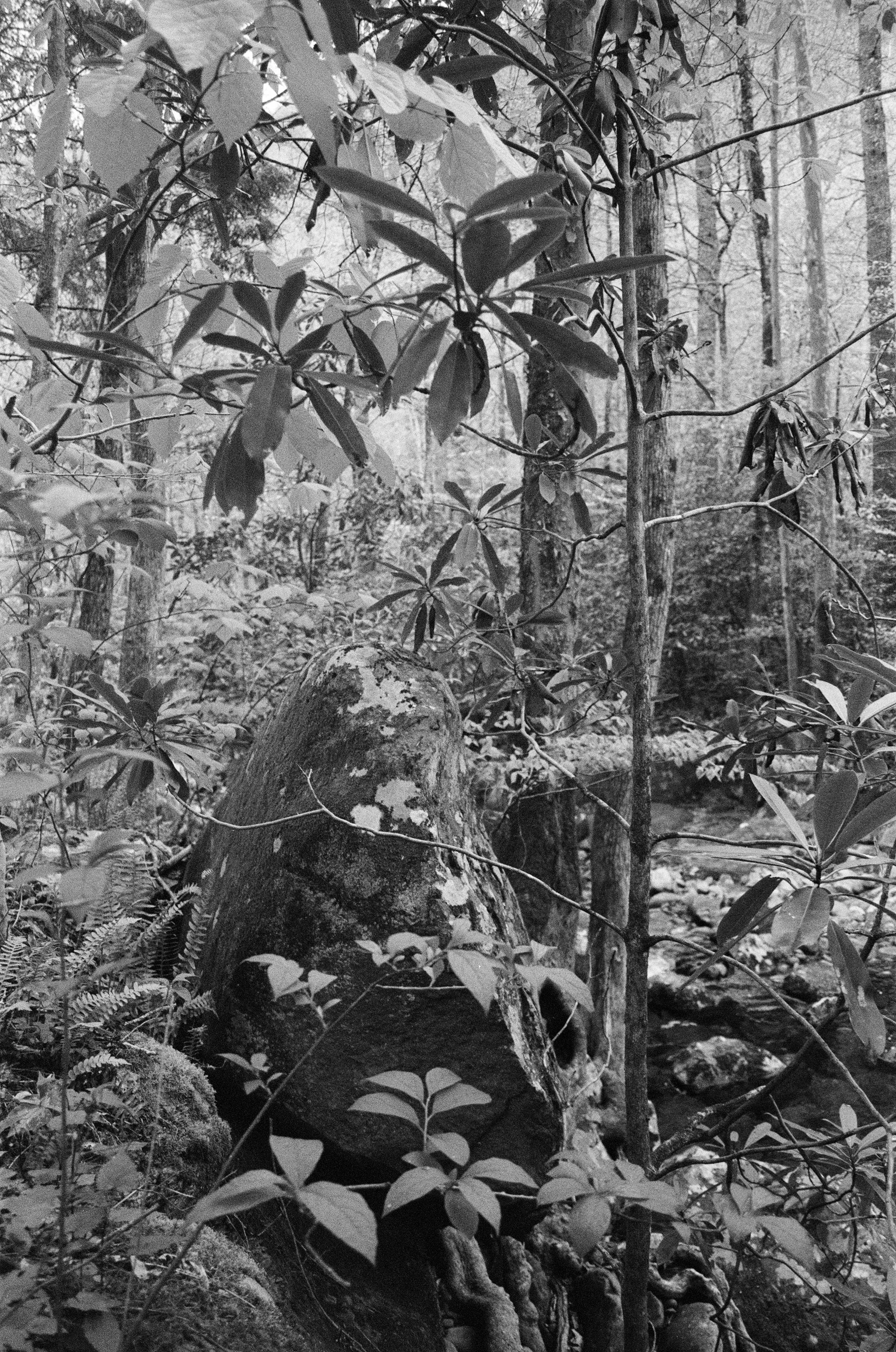Black and white photo of a forest scene with a moss-covered tree stump surrounded by various plants and trees in the background.