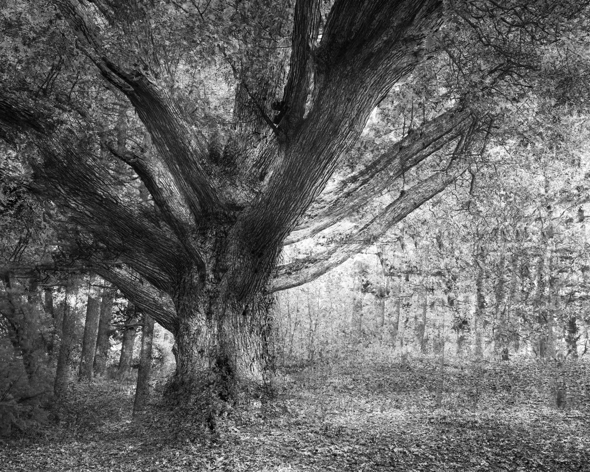 Ann Darlington 'Northern Woodlands'