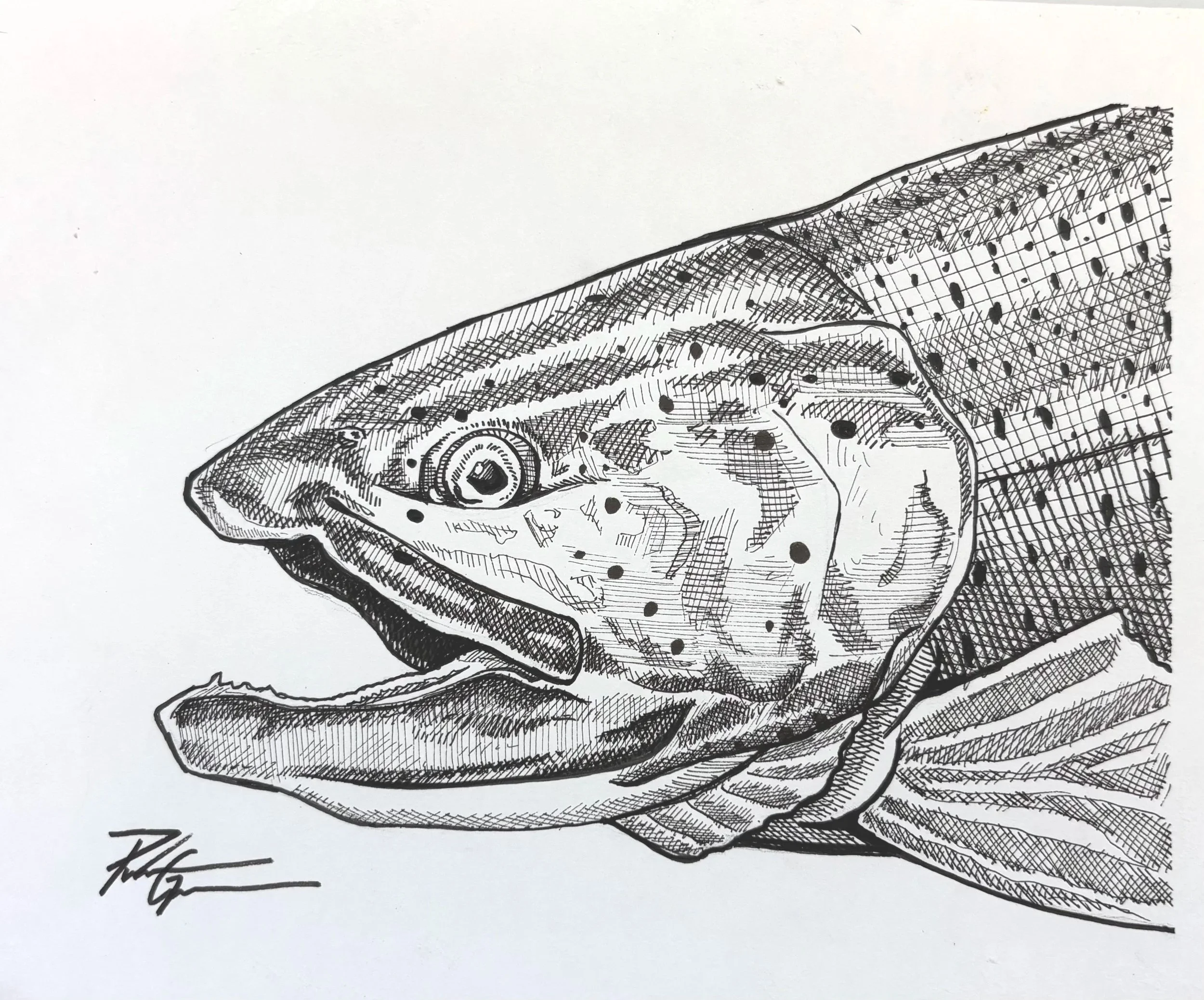 "Cuttbow" ink drawing 10x12"