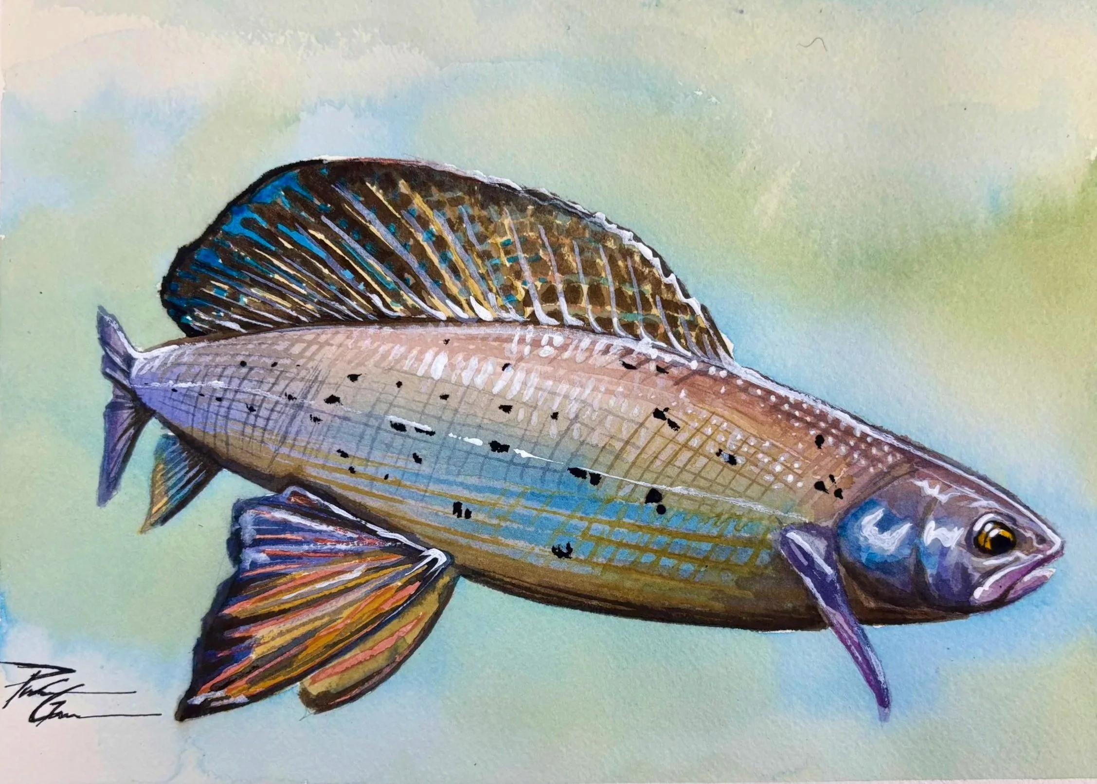 "Grayling" watercolor 10x12"