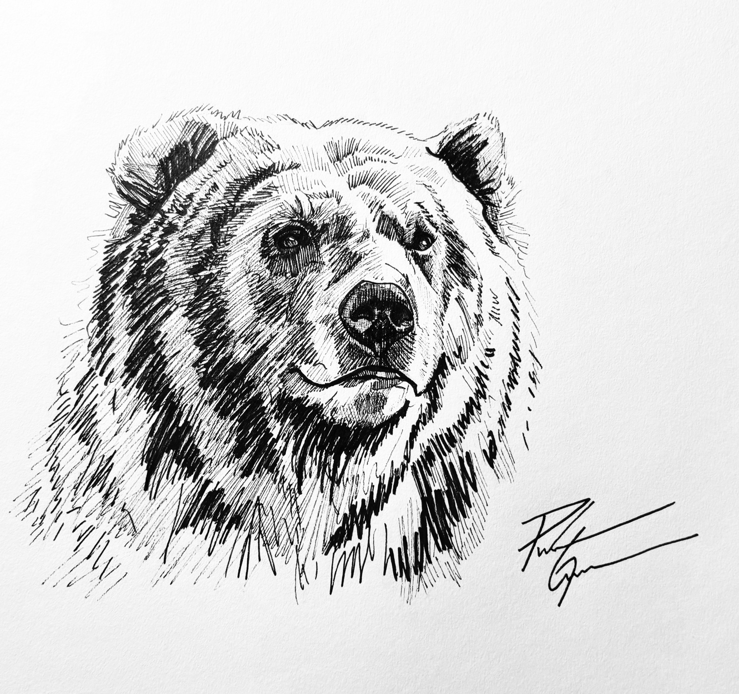 "Happy Grizzly" ink drawing 8x10"