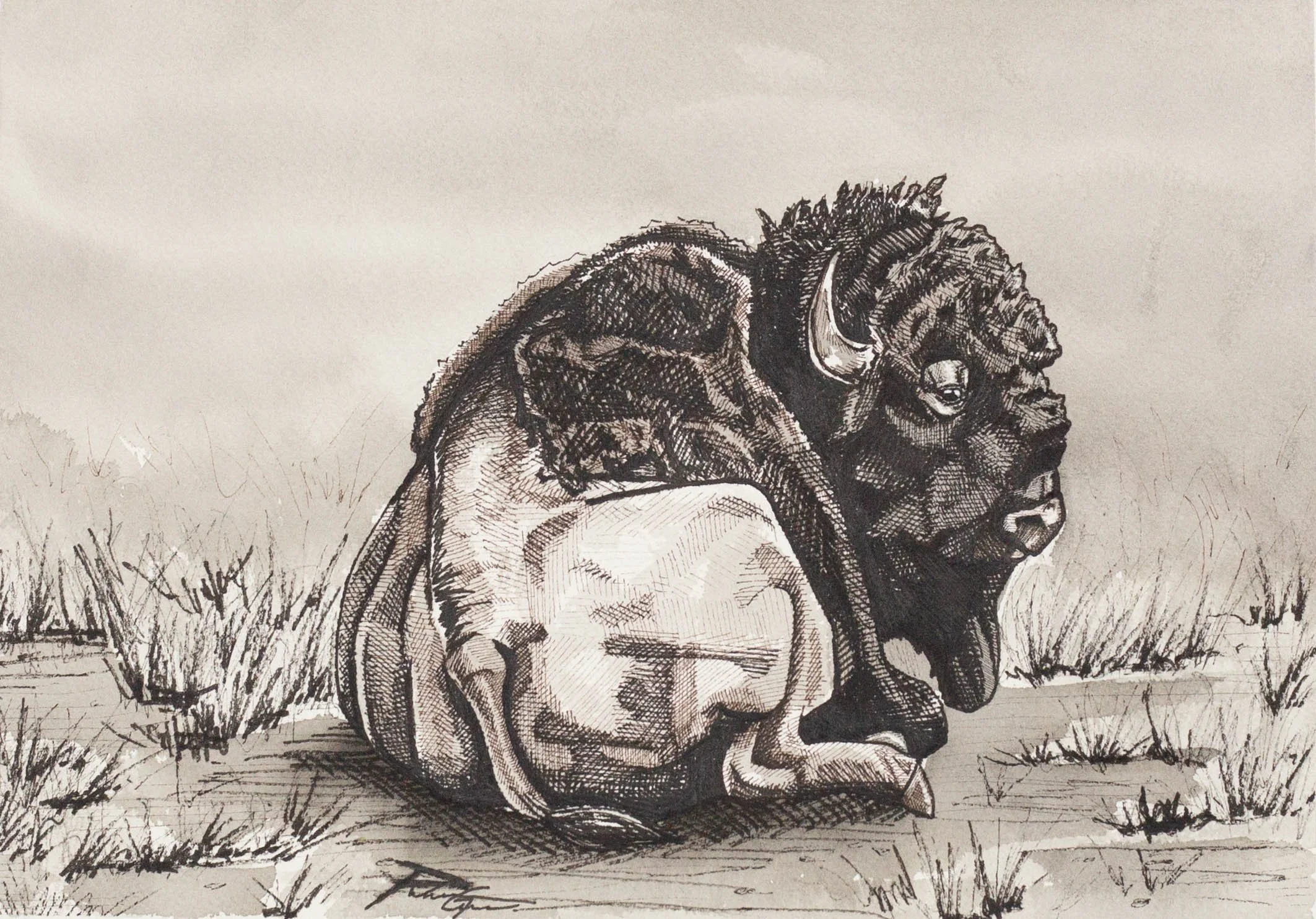 "Rest on the Prairie" ink drawing 8x10"