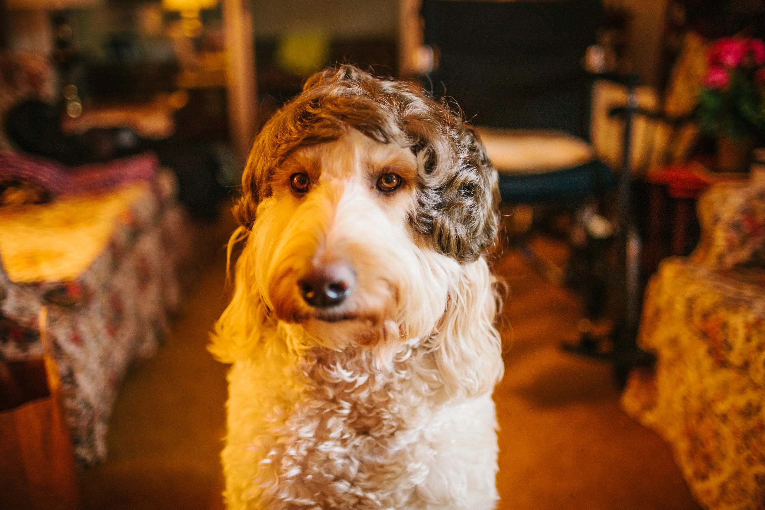 A close-up of a dog with curly fur, sitting indoors with furniture and colorful flowers in the background.