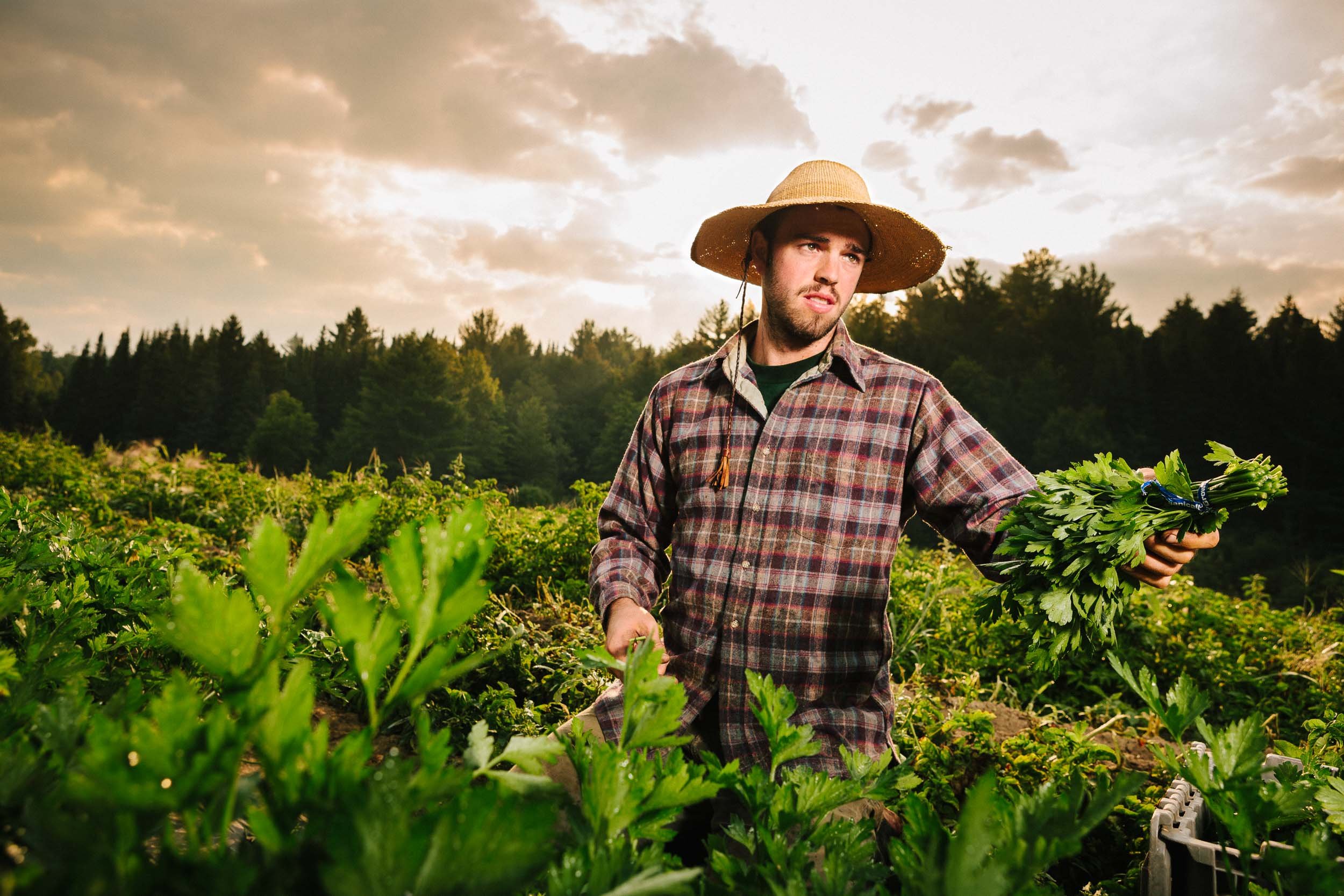A man wearing a wide-brimmed straw hat and plaid shirt harvesting leafy greens in a farm field during sunset.