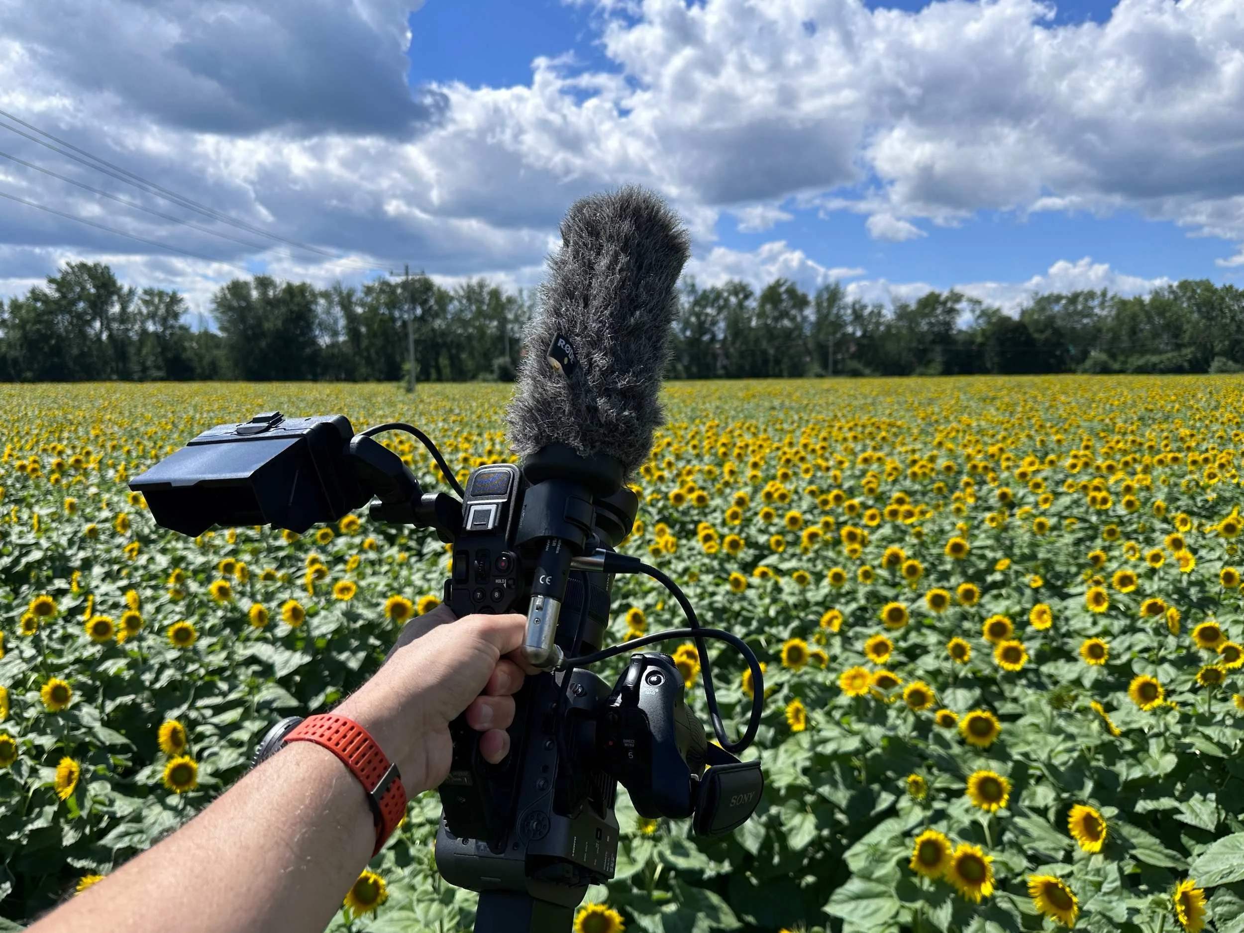 A person holding a Sony FX6 camera on a sunflower field with a cloudy blue sky in the background.