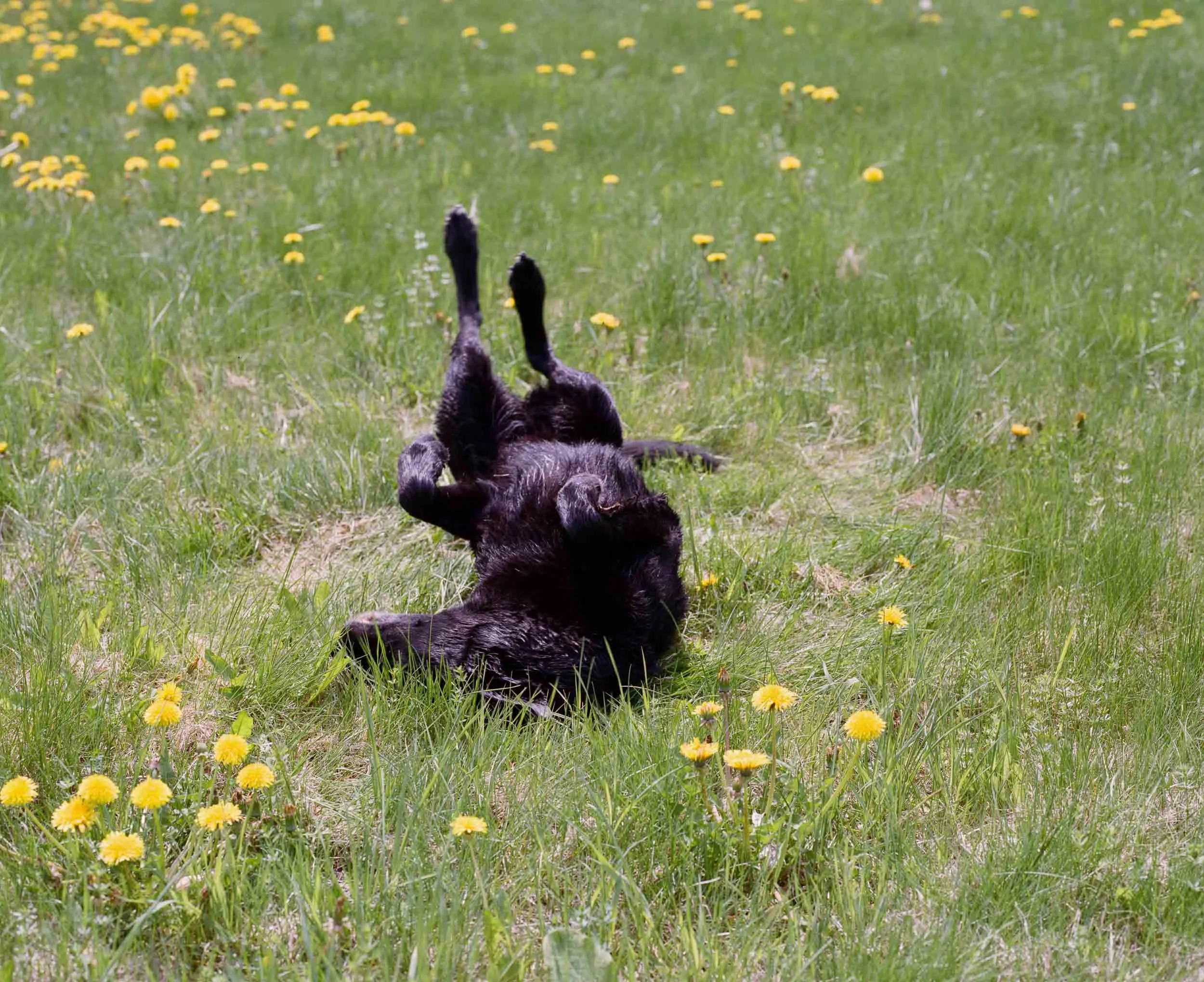 Black puppy lying on green grass surrounded by yellow dandelions, facing away and raising its front paws.