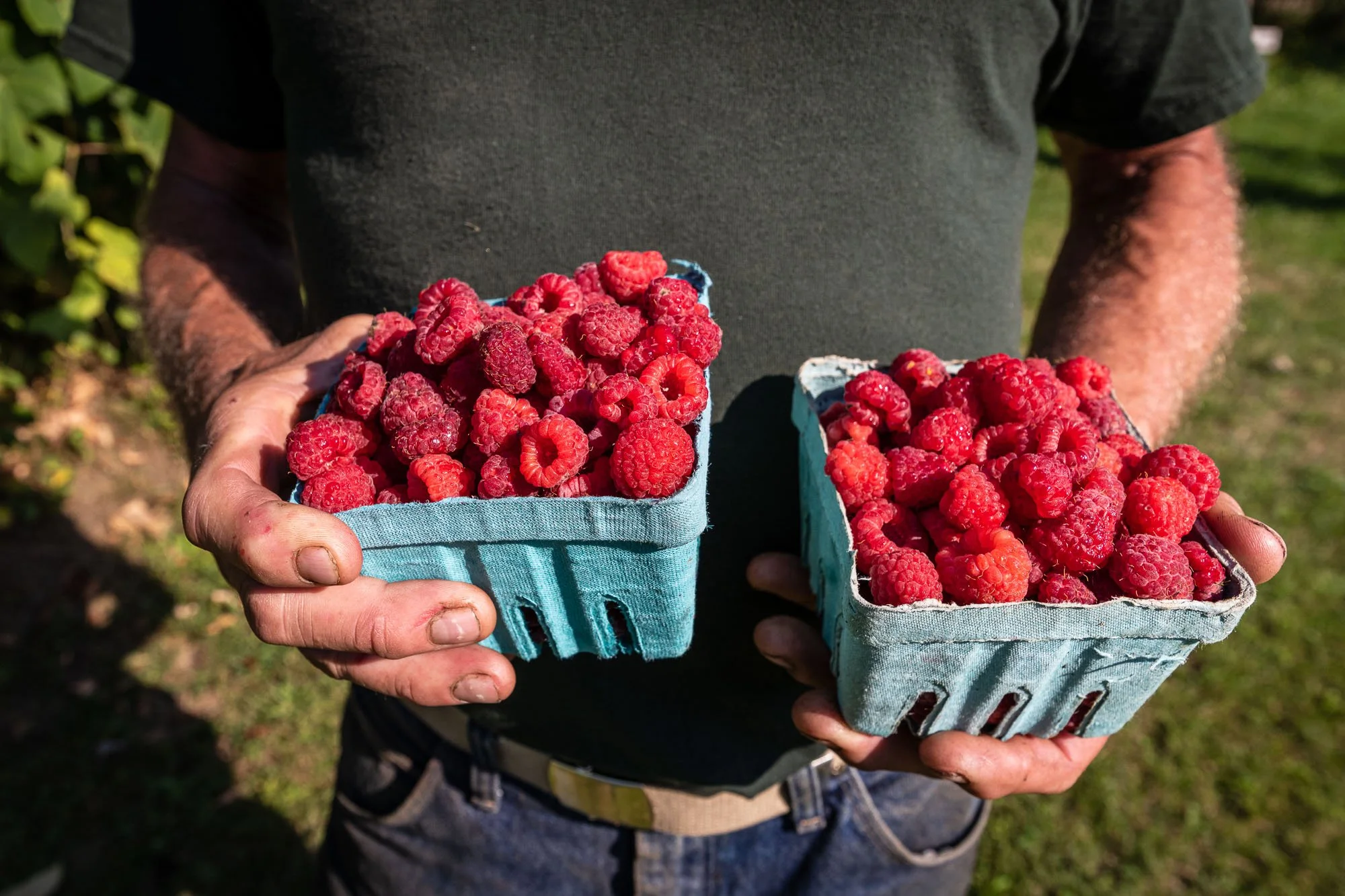 Person holding containers of fresh raspberries outdoors, with greenery in the background.