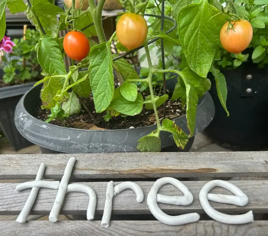 A tomato plant with green leaves and three ripening tomatoes on a vine, with the word 'three' spelled out in white clay letters on the wooden deck nearby.