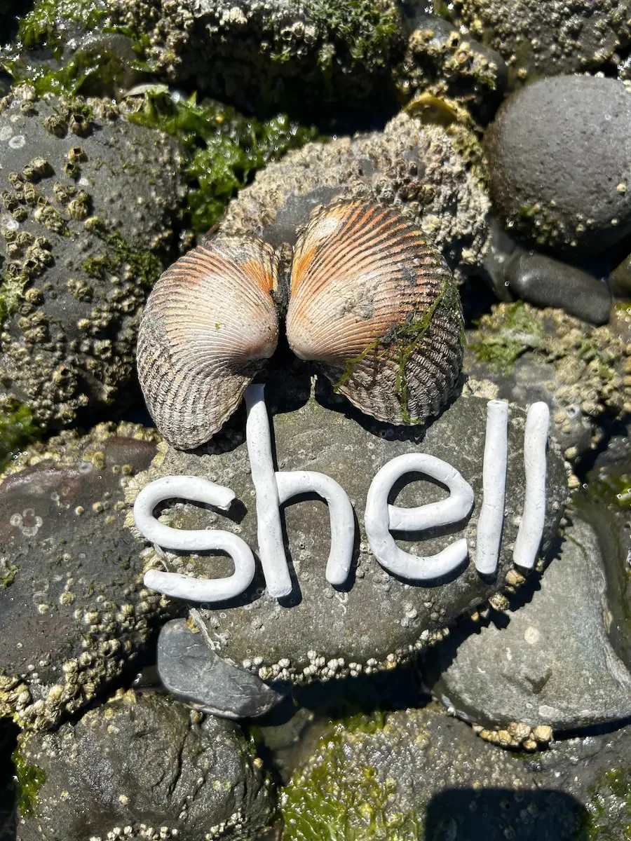 A close-up of a rocky beach with seashells, seaweed, and small stones. In the center, there is a shell with the word "shell" written in white clay words on a rock below it.