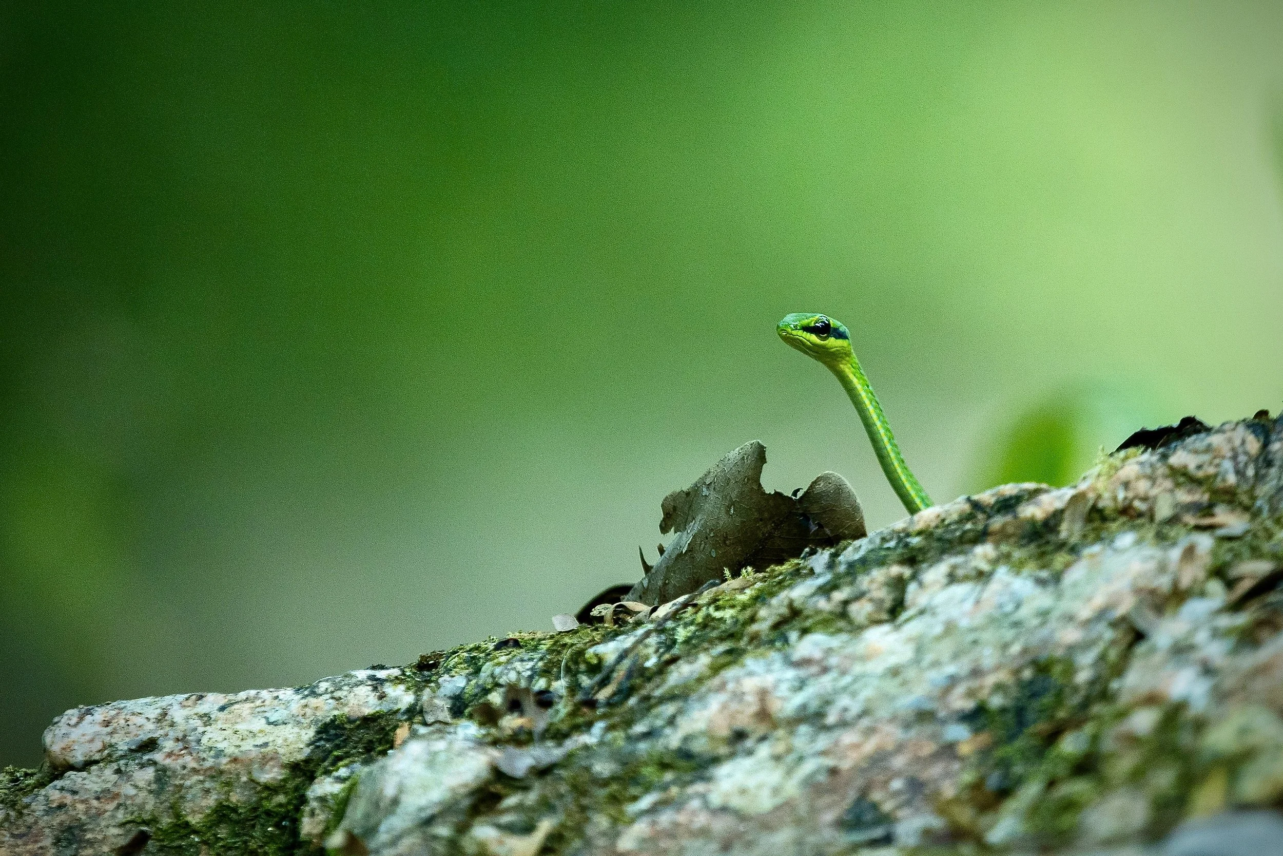 A small green snake with black markings on its head peeking above a mossy, textured log in a lush, green environment.