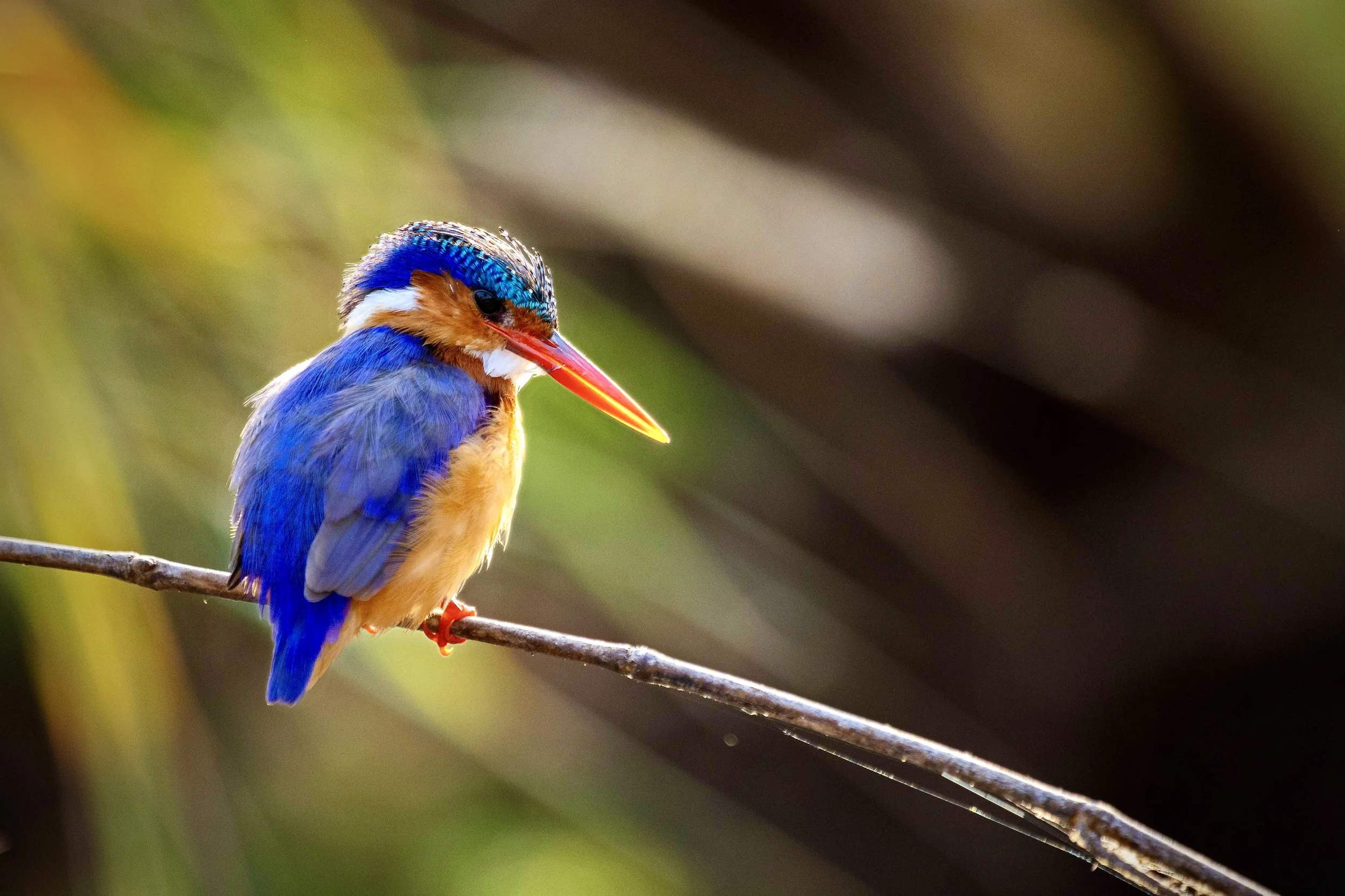 A colorful kingfisher bird with blue, orange, and white feathers perched on a thin branch, with a blurred green and brown background.