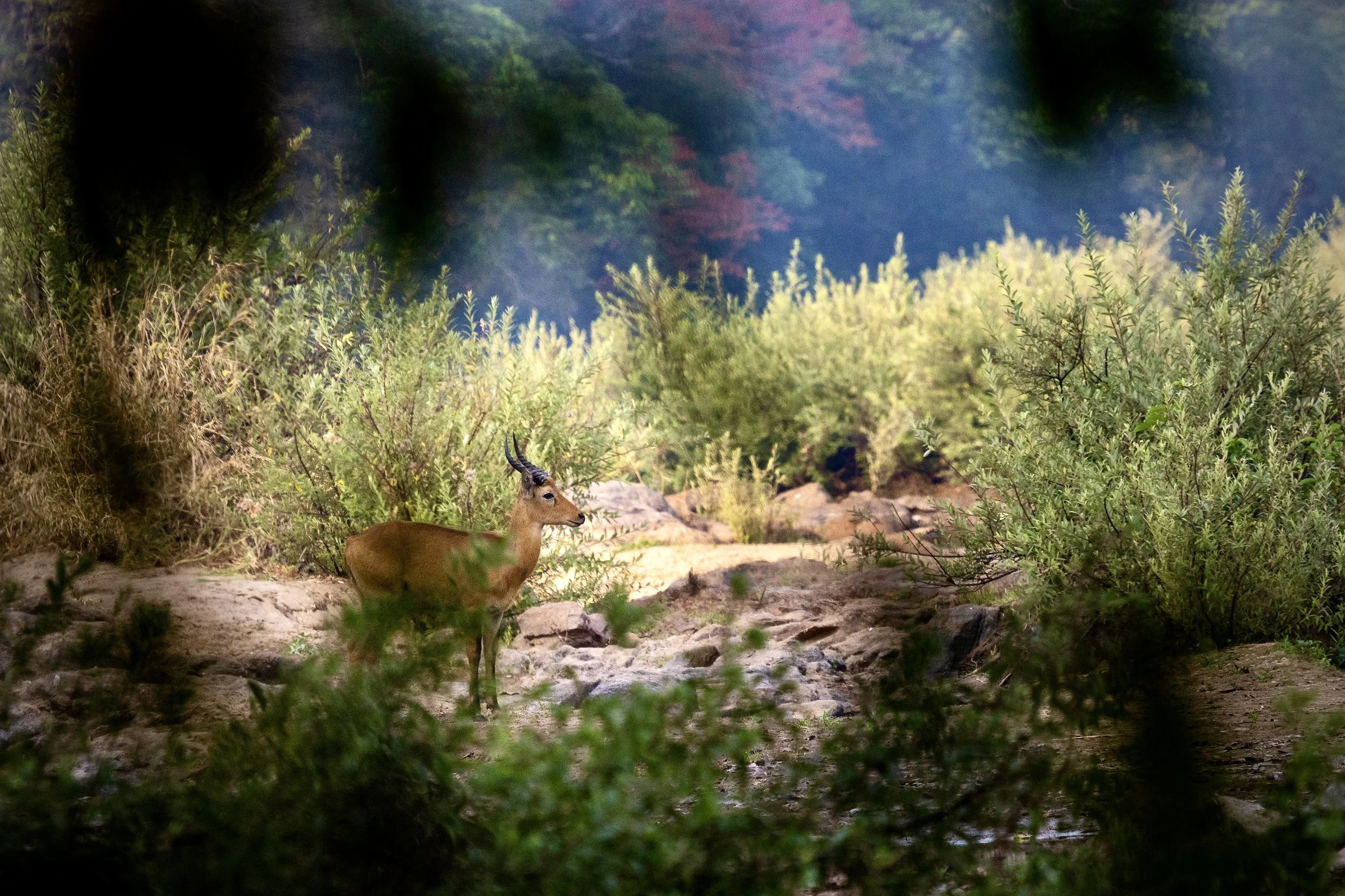 A young antelope with curved horns standing on rocky ground among green bushes in a natural landscape, viewed through some out-of-focus foreground foliage.