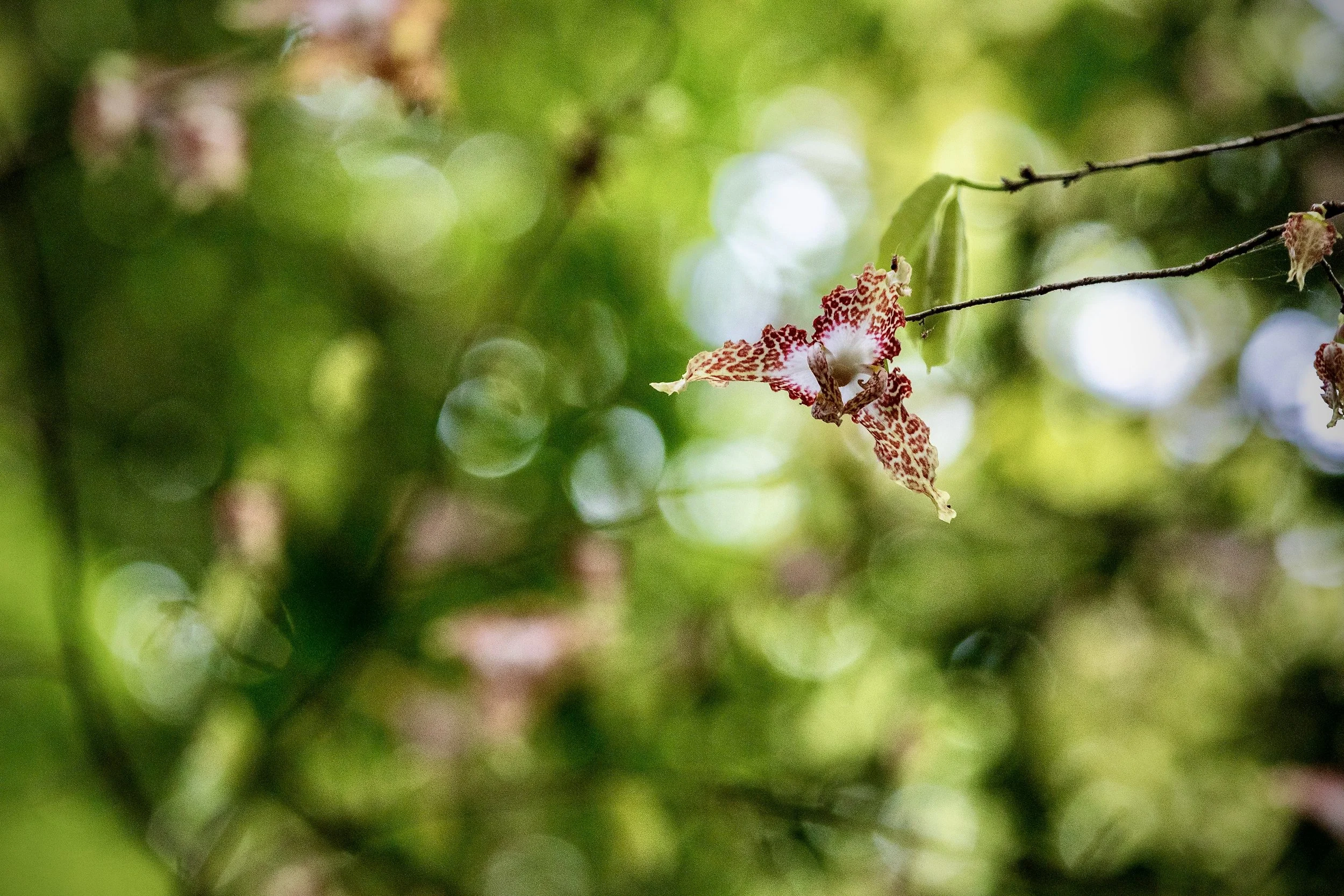 A close-up of a pink and white speckled orchid flower hanging from a branch, surrounded by green foliage with soft, blurred background.