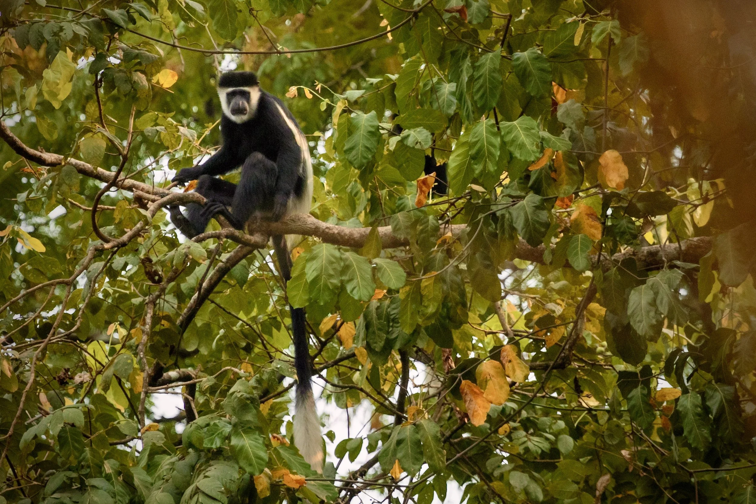 A black and white colobus monkey sitting on a tree branch surrounded by green leaves.