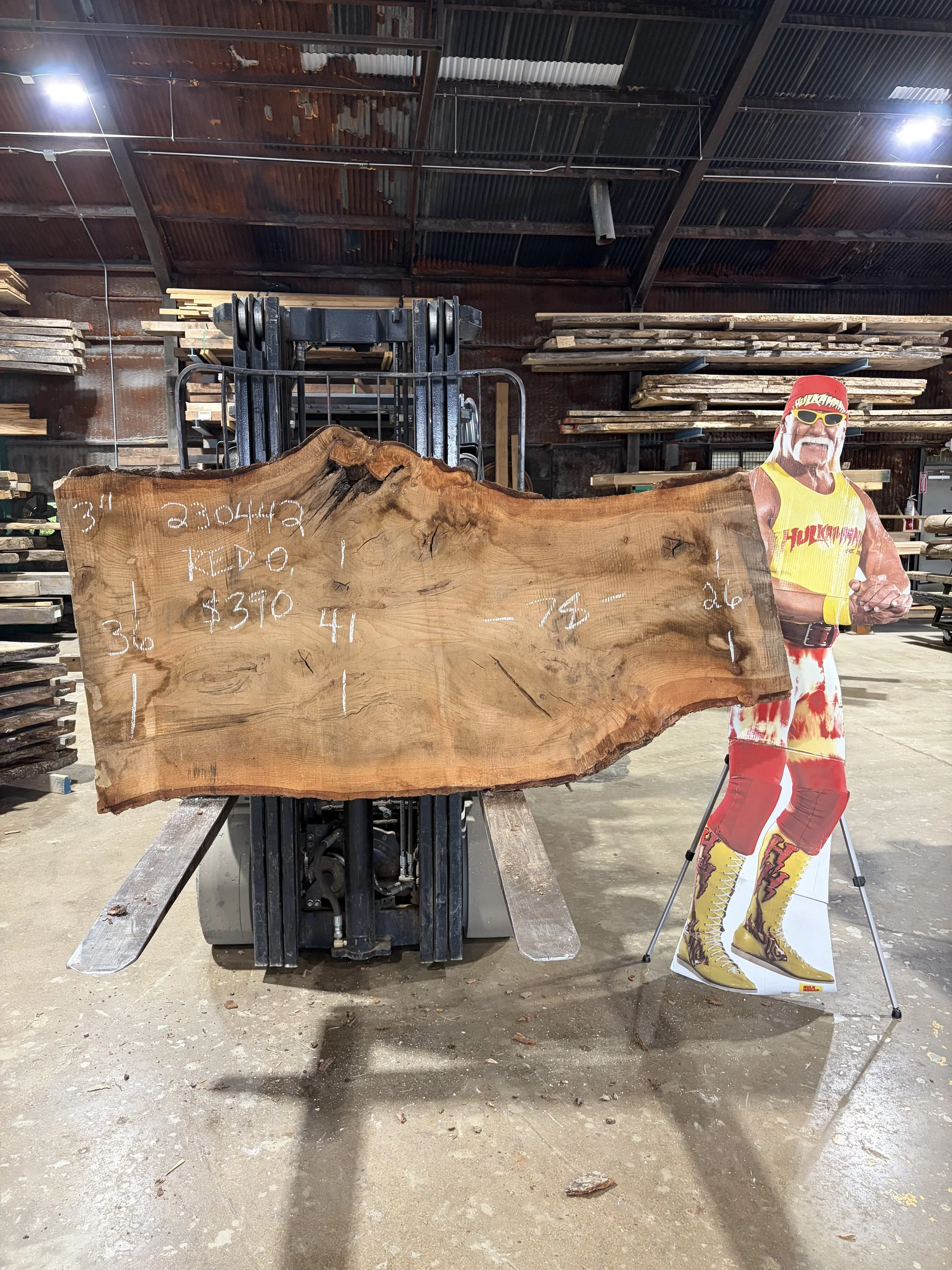 Red Oak 230442.jpg