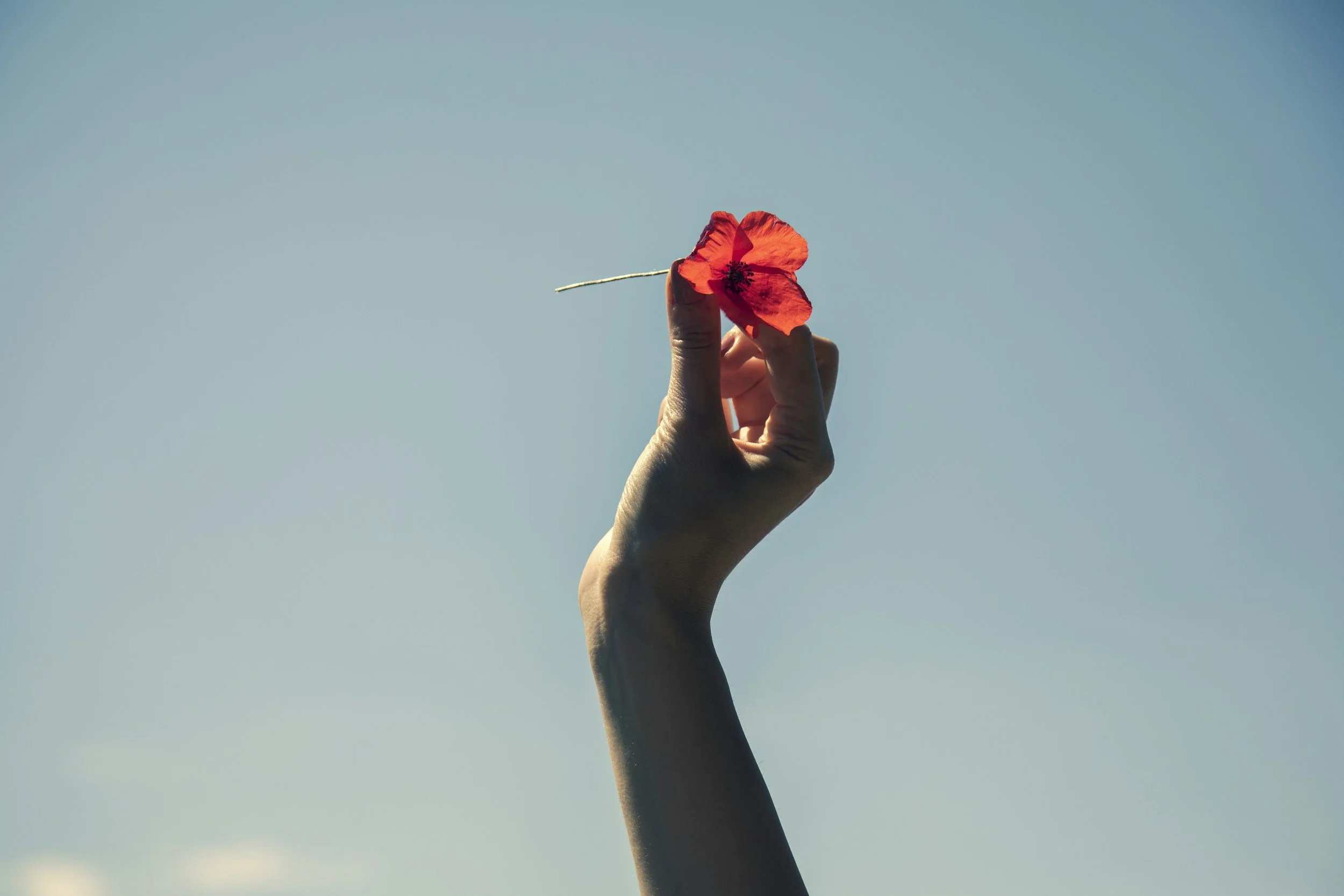 A person holds a red flower against a clear blue sky.