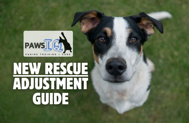 Paws IQ: The New Rescue Adjustment Guide