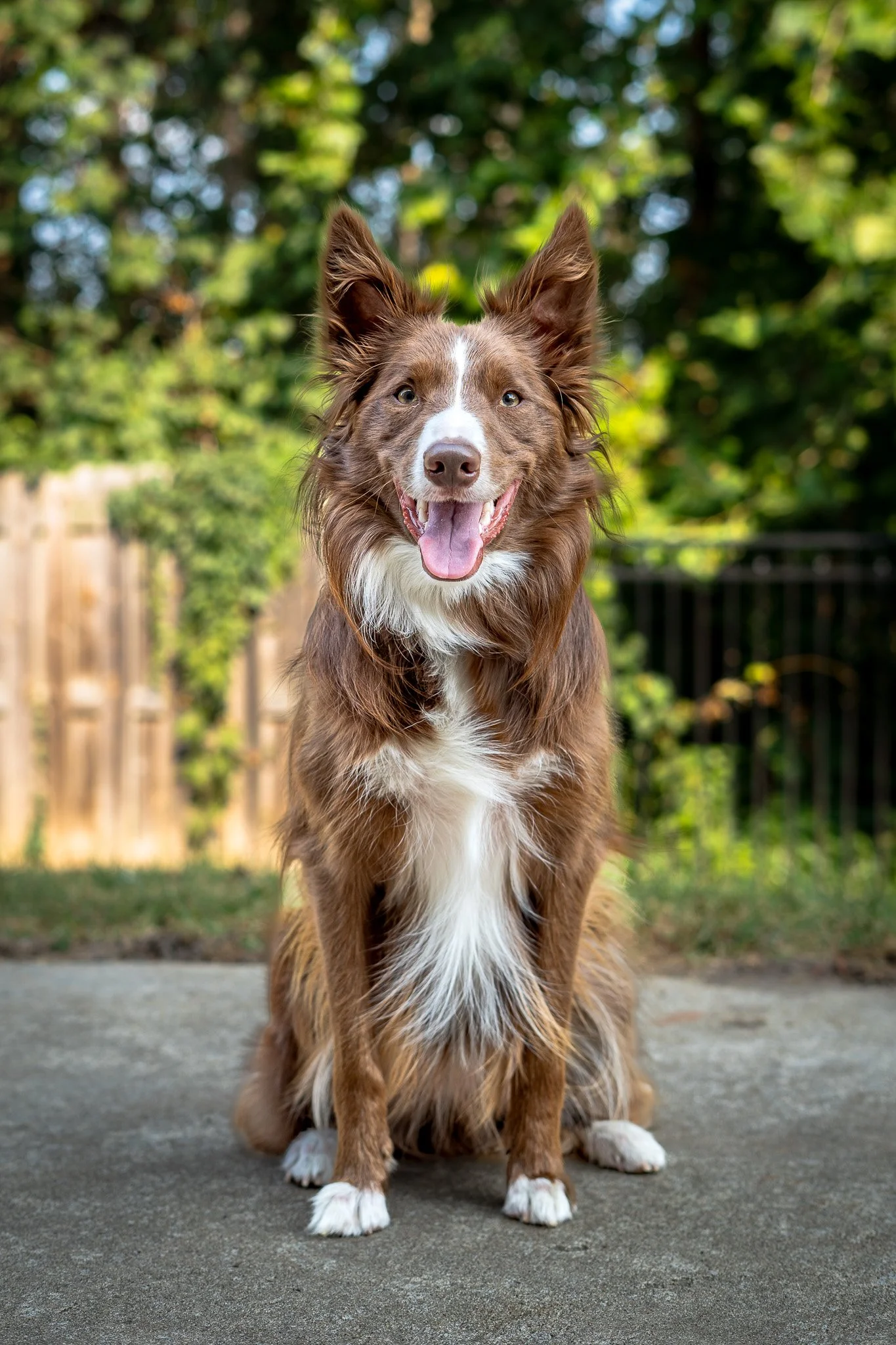 A happy, brown and white Border Collie dog sitting on a concrete surface outdoors with a blurred green and wooden fence background.