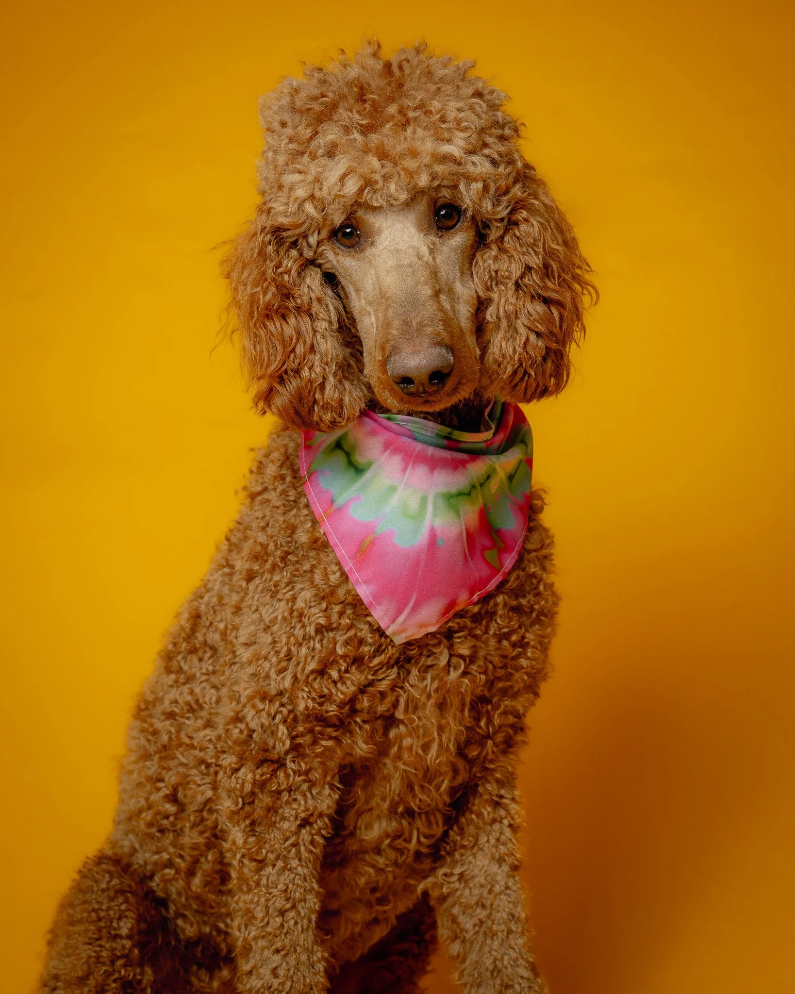 A brown poodle dog with curly fur wearing a pink and green tie-dye bandana, sitting against a bright yellow background.