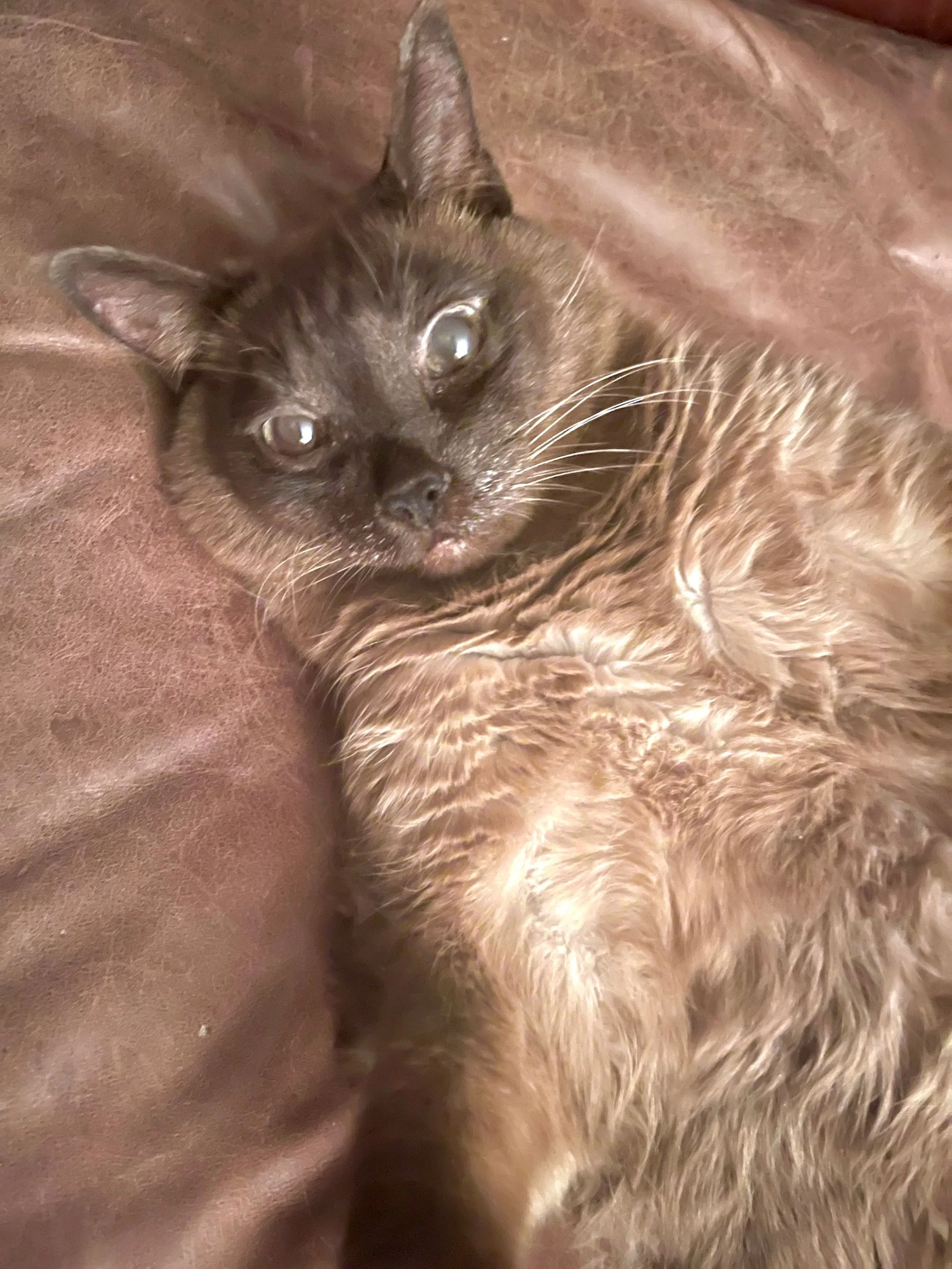 A brown cat lying on a brown fabric surface, looking up at the camera.