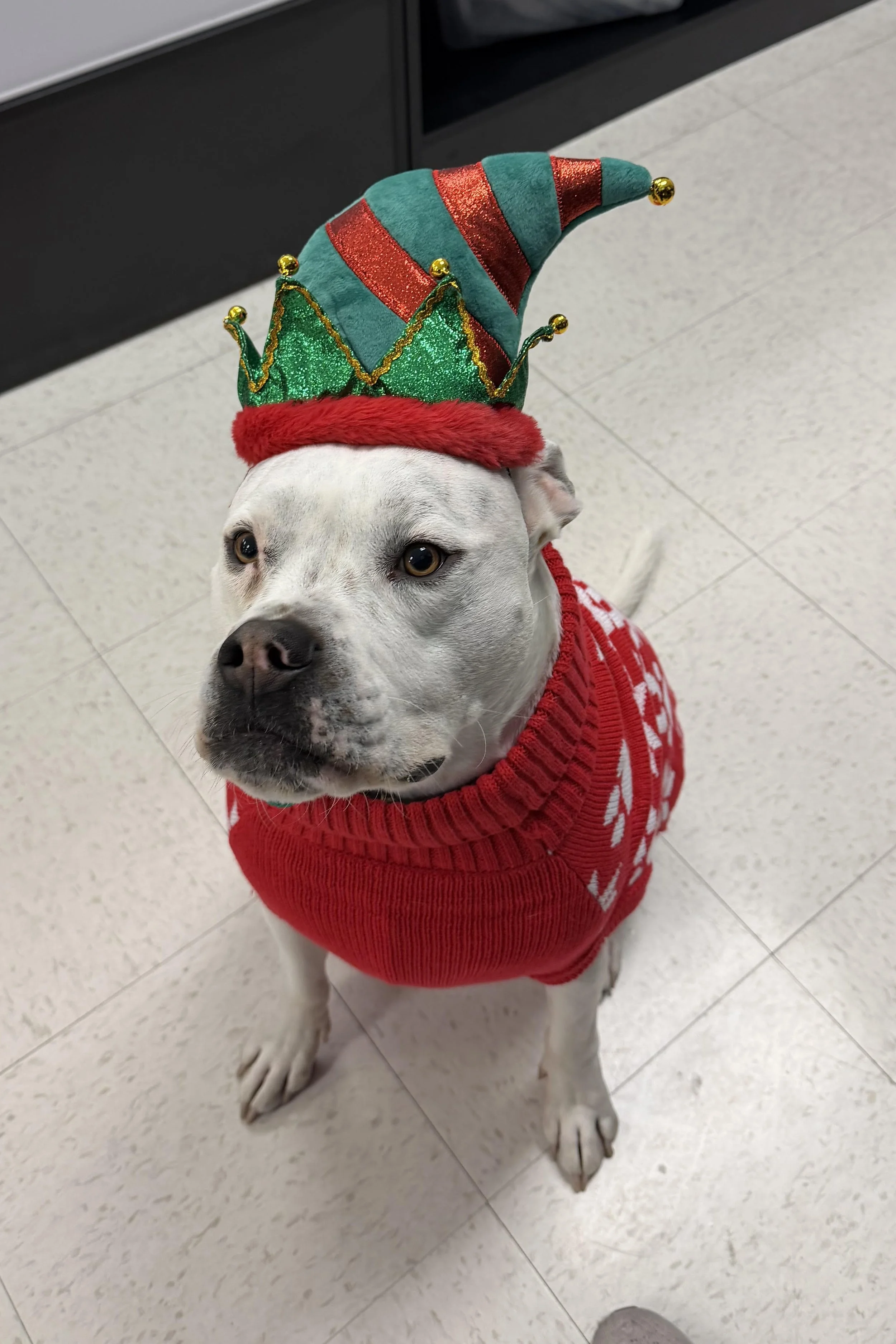 Dog wearing a red Christmas sweater and a festive hat with red and green stripes, gold balls, and a jester-like shape.