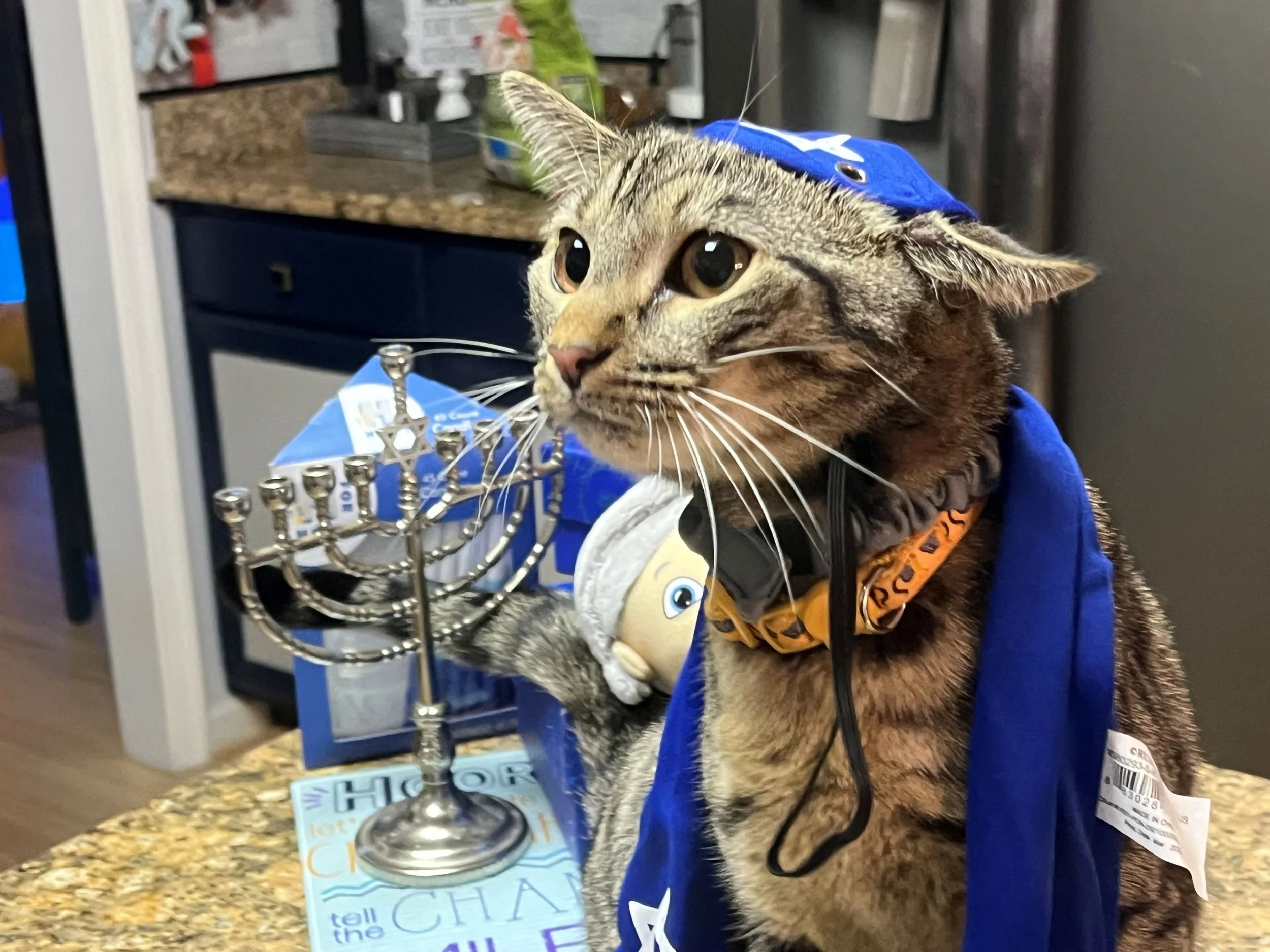 A tabby cat wearing a blue hat, blue graduation gown, and an orange rabies awareness collar, sitting on a countertop next to a menorah and a Chanukah themed decoration.