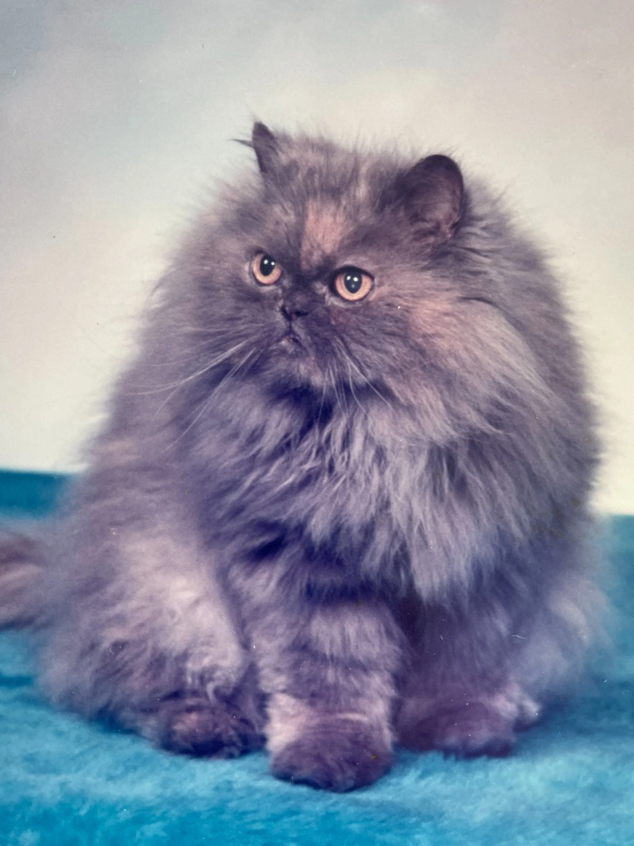 Setsuko (faithful child in Japanese) was a blue Persian with cantaloupe orange eyes. She did eat lots of cantaloupe, her favorite. She loved to go to the ocean and walk on a leash across the the sand. Setsuko passed at 17 in 1995. Submitted by Cynthi