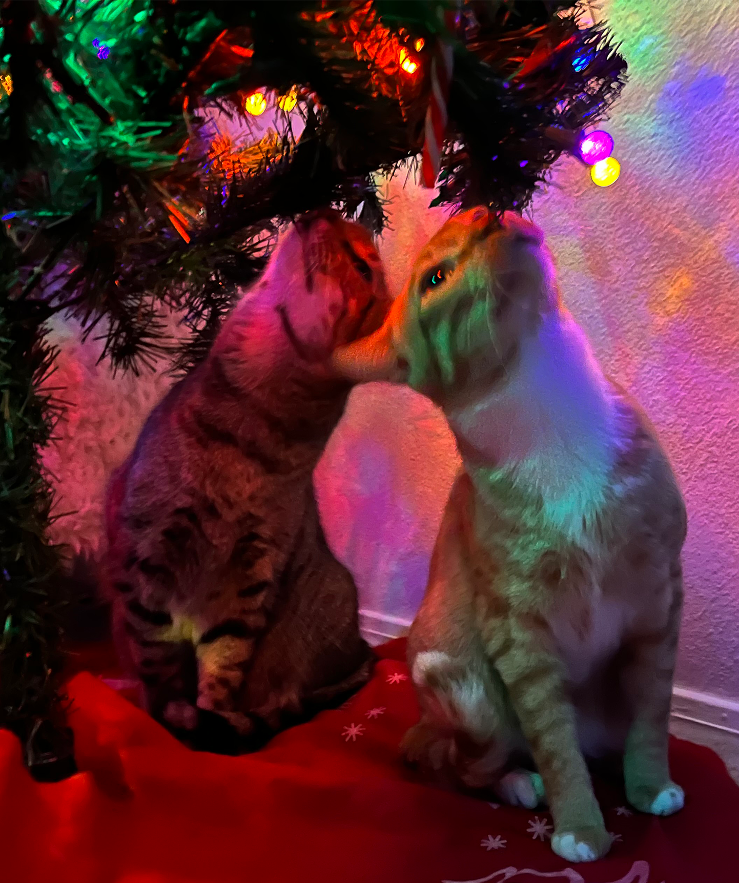 Two kittens touching noses under a decorated Christmas tree with colorful lights.