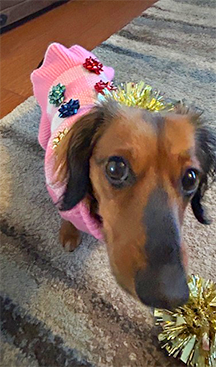 Dog wearing a pink sweater with holiday decorations and tinsel, standing on a rug.