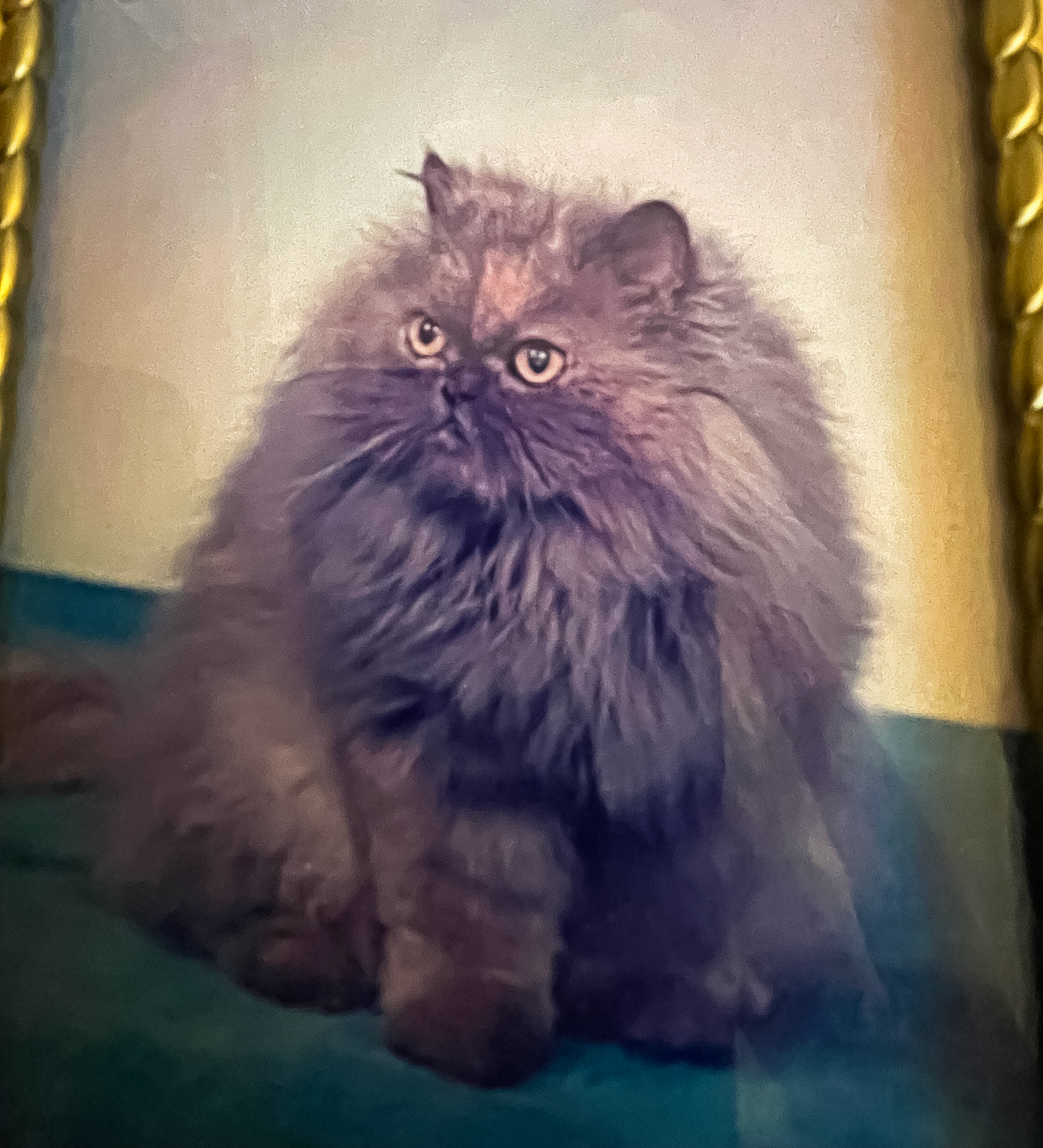 Long-haired gray cat with piercing yellow eyes sitting on a surface.