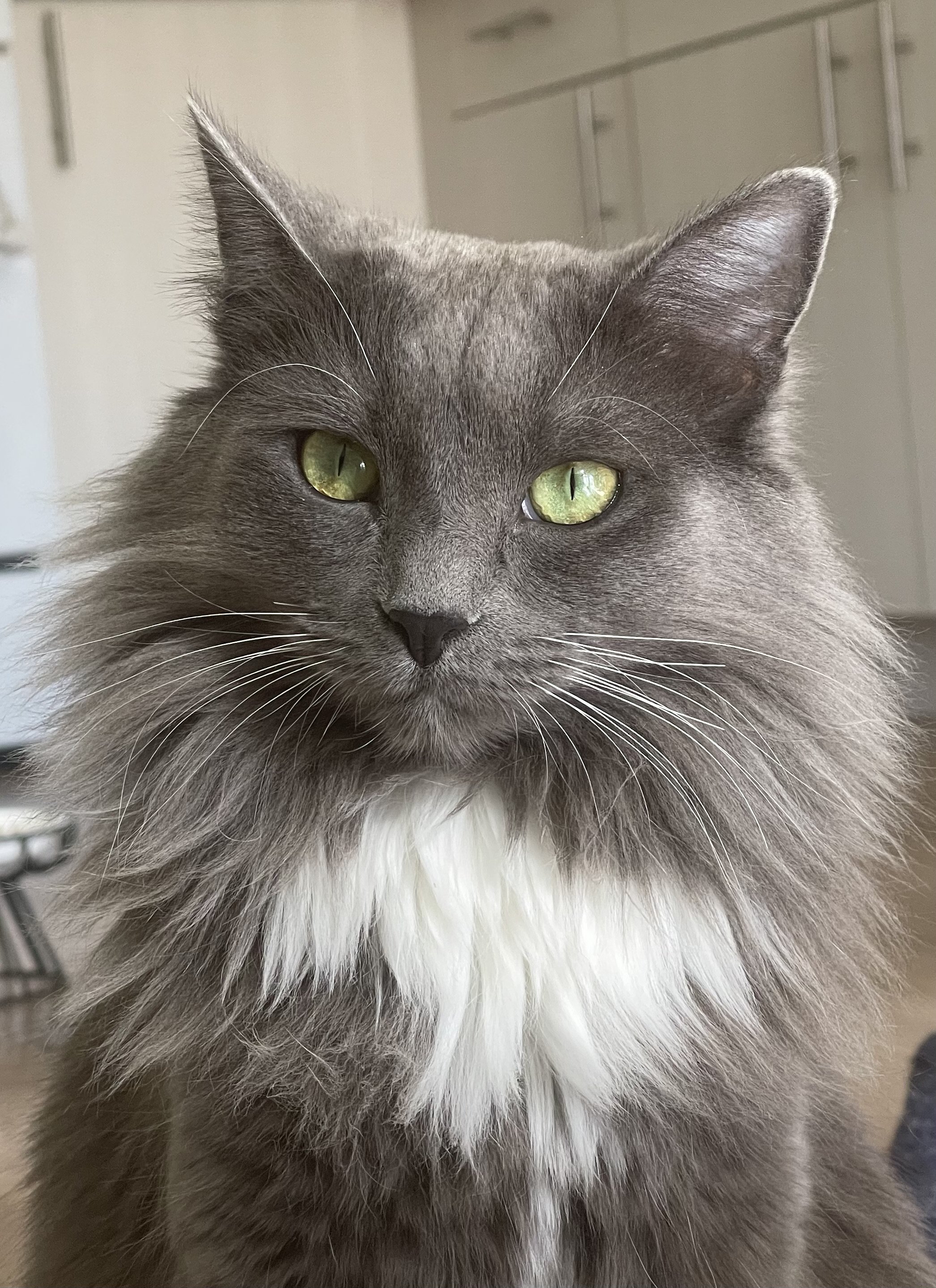 Close-up of a long-haired gray cat with green eyes and a white chest patch, indoors.